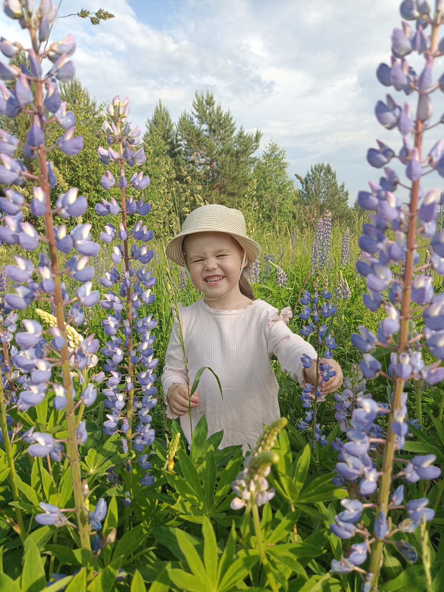 Afternoon in the lupine fields