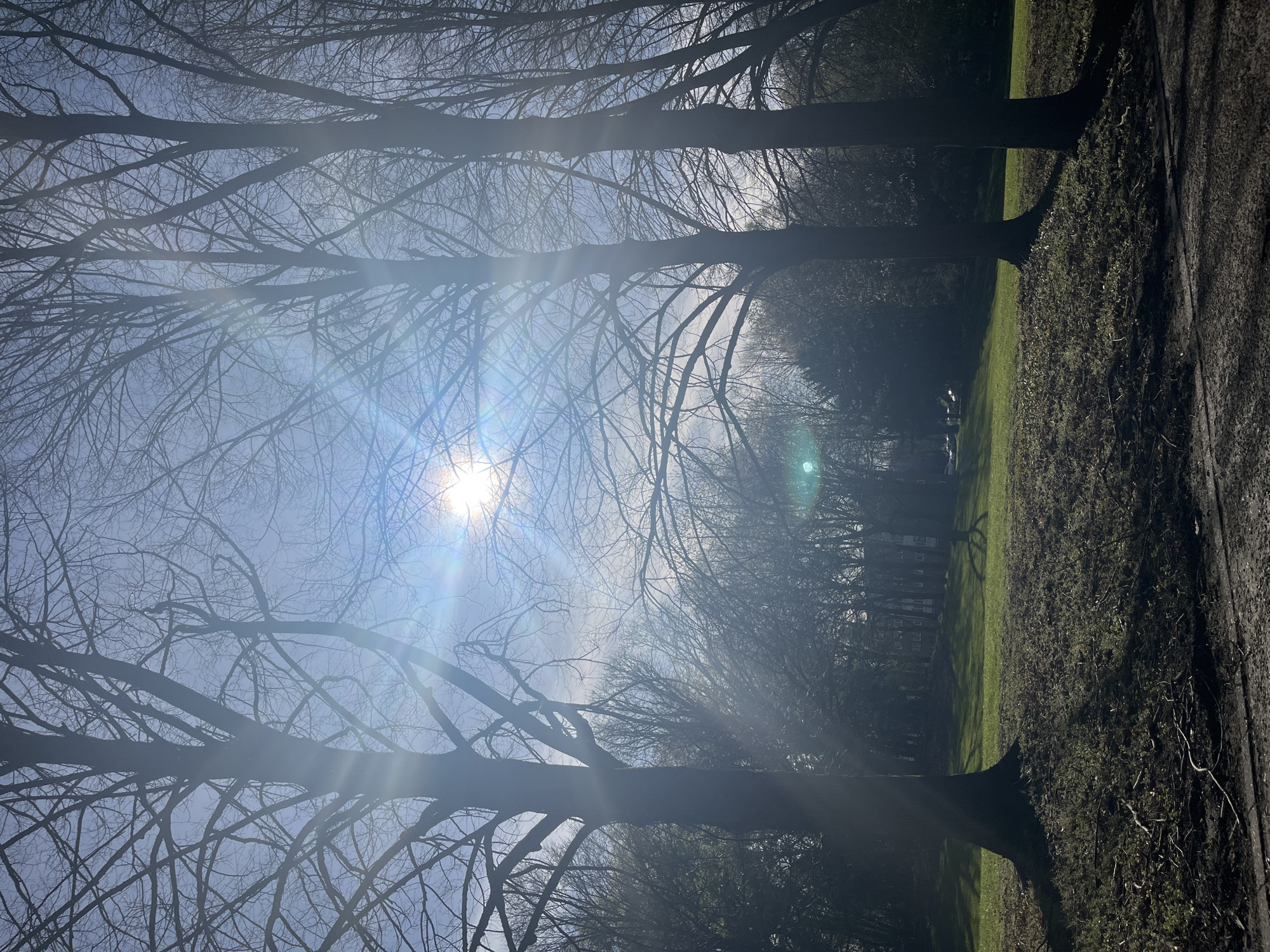 Spring park scene photographed in Maastricht shows leafless trees