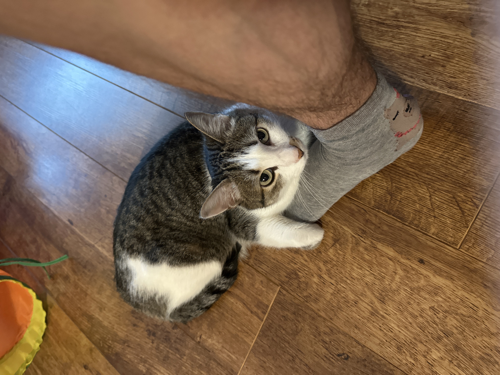 Cat rests beside owner's smiley sock in Krasnoyarsk home