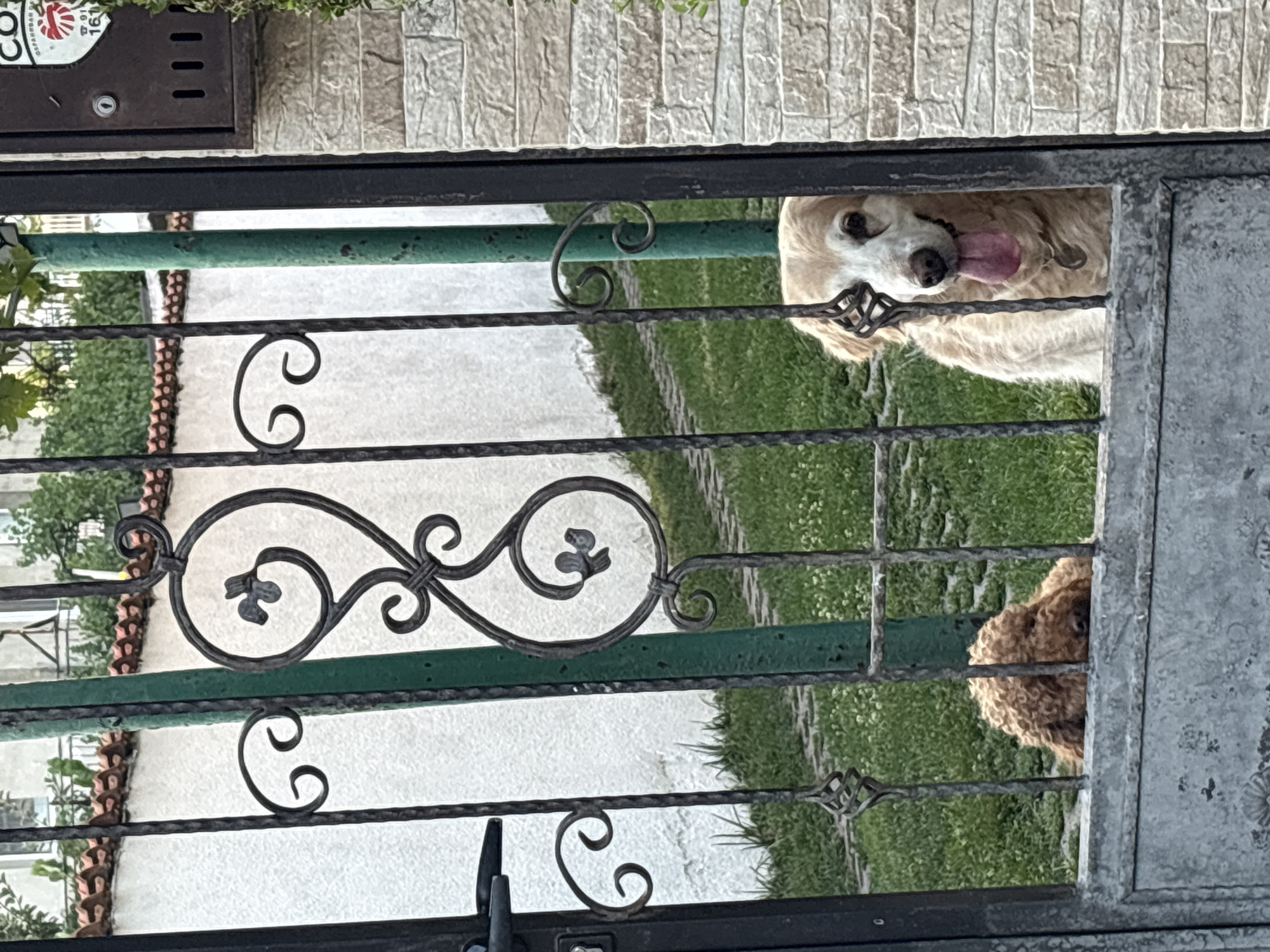 Two dogs keeping watch through a wrought iron gate in Sofia