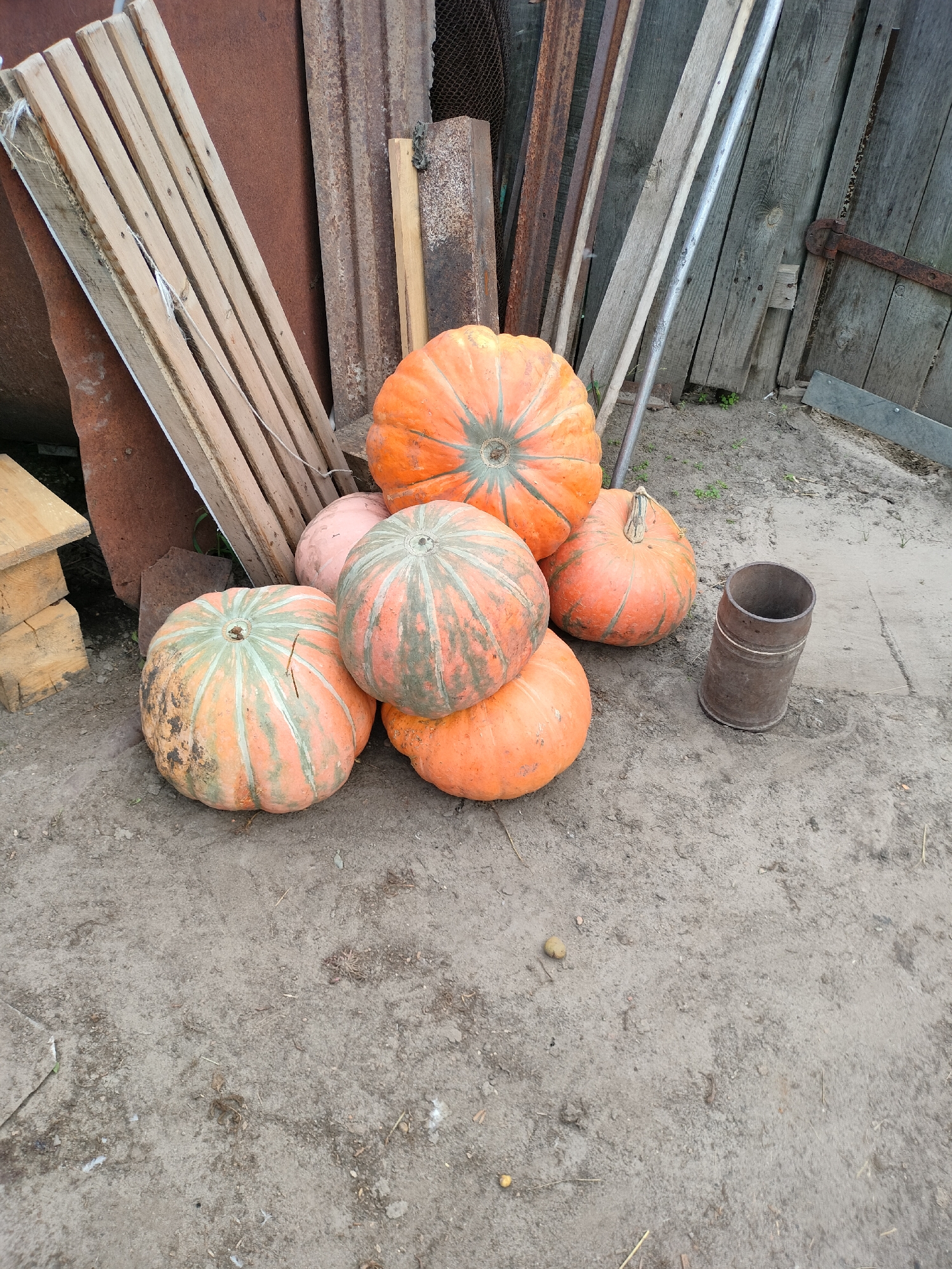 Rural garden and farmyard scenes on a cloudy summer morning