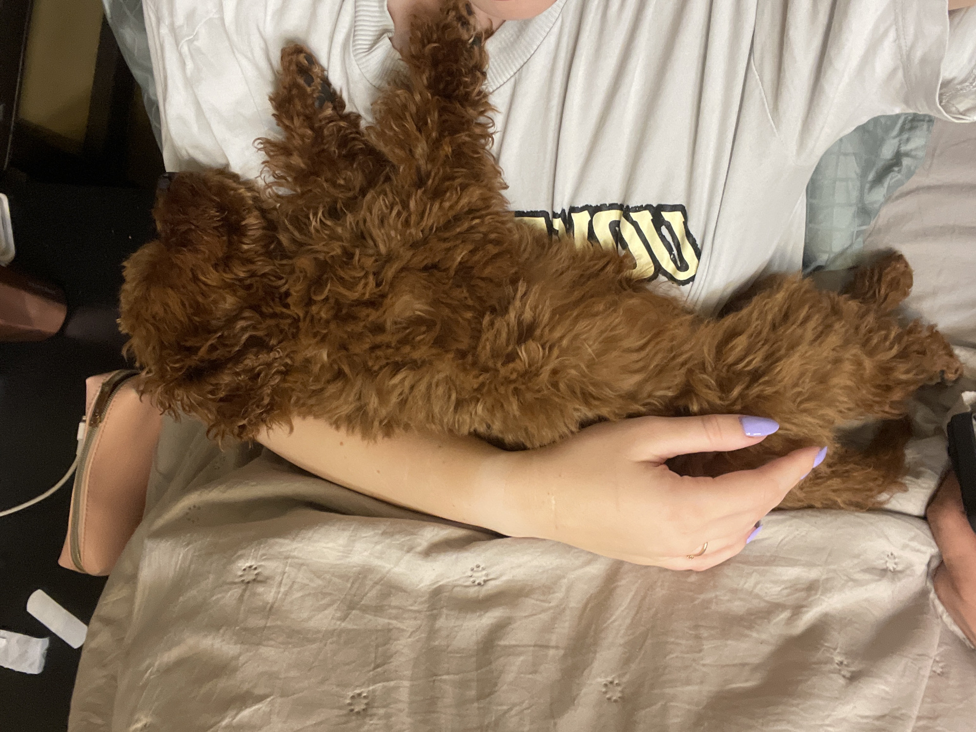 Dog owner cuddles with brown poodle in Sofia apartment