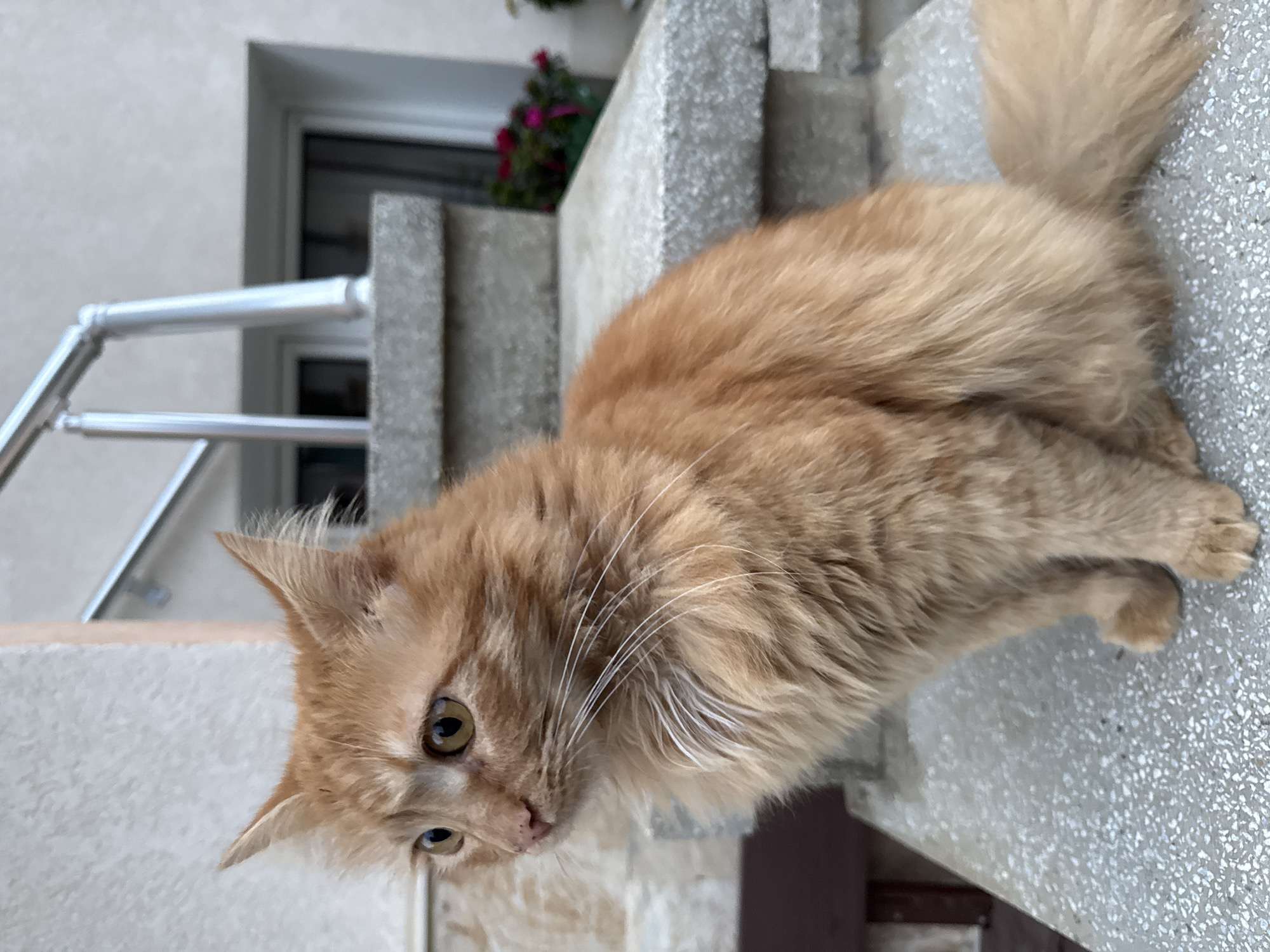 Orange tabby cat spotted on steps in Berkovitsa