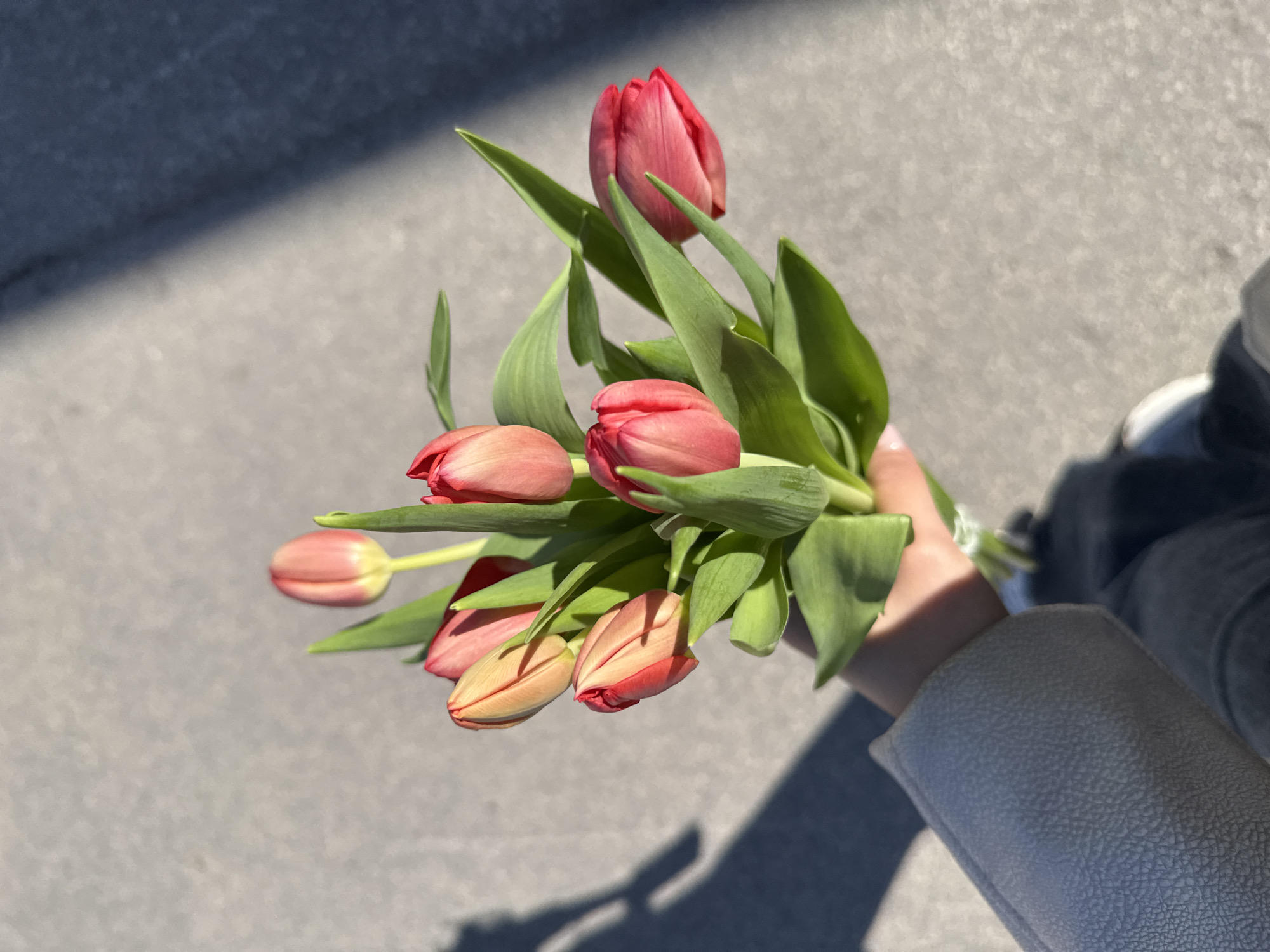 Person spotted with red tulip bouquet in Dobrich