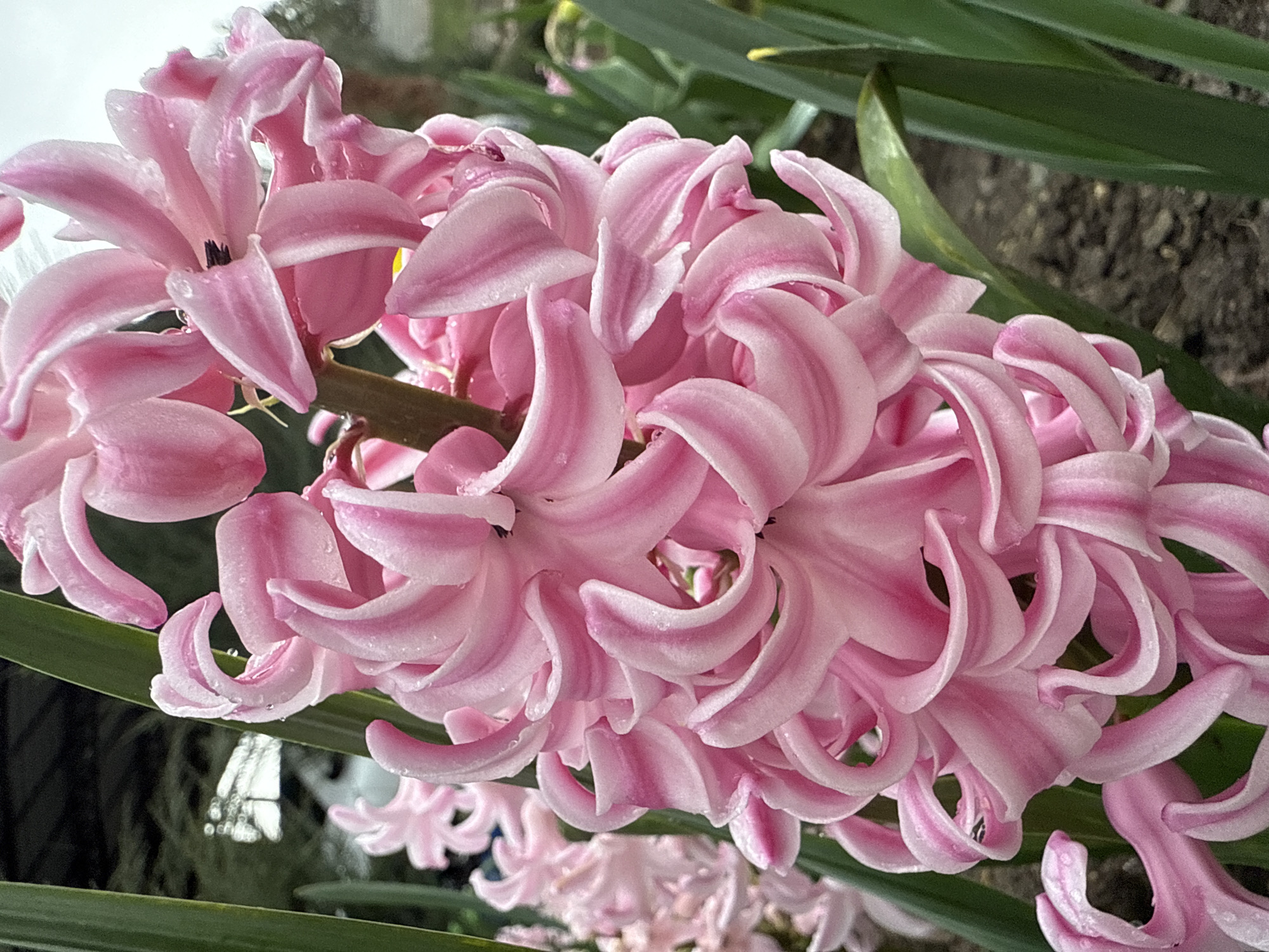 Spring flowers bloom with raindrops in Maykop gardens