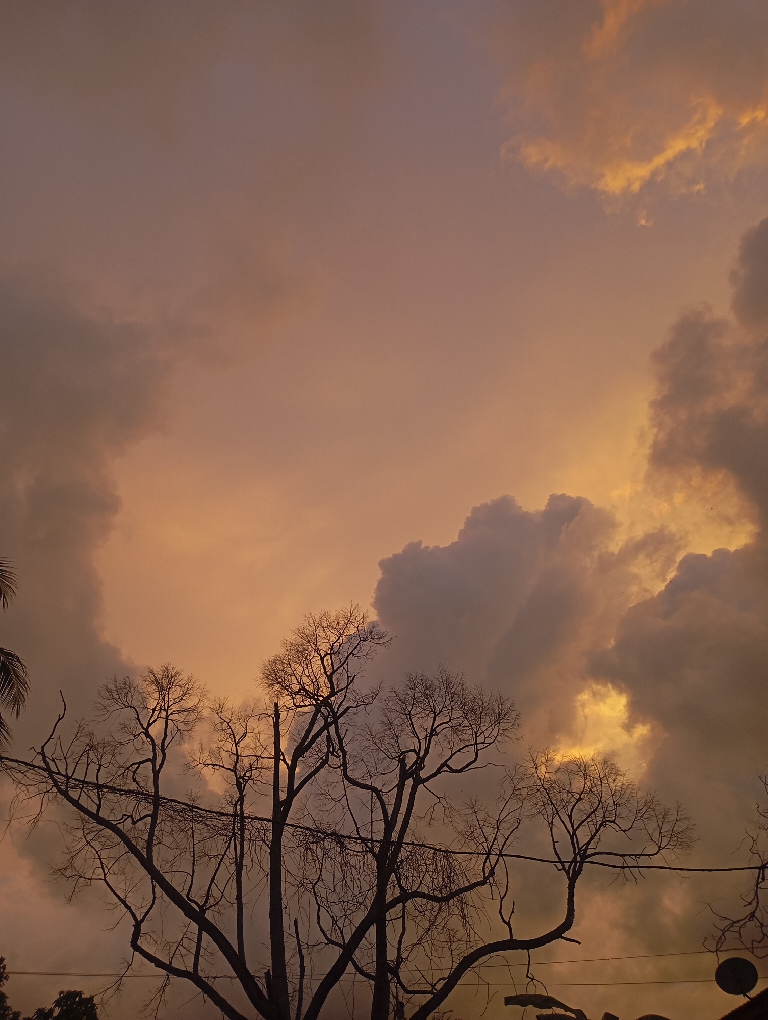 Dusk sky observed through bare trees in Mideuenjok, Indonesia