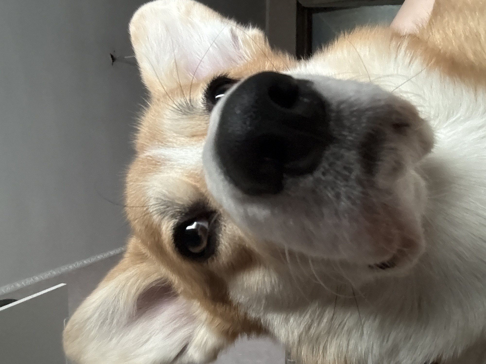 Corgi photographed in close-up poses in Borzya, Russia