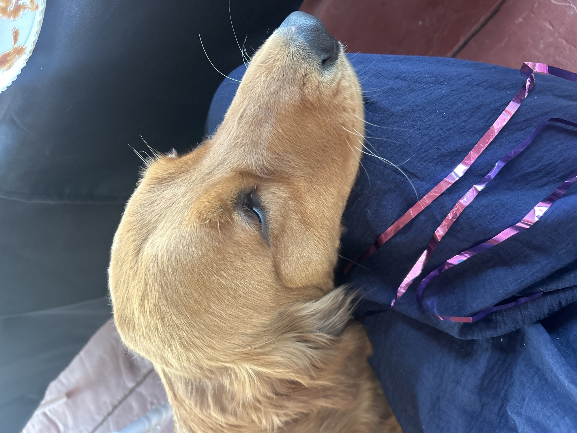 Golden retriever rests on owner's lap during quiet moment