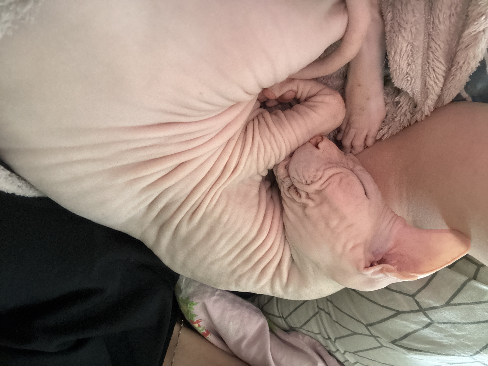 Morning cuddles with Sphynx cat in Krasnoyarsk apartment