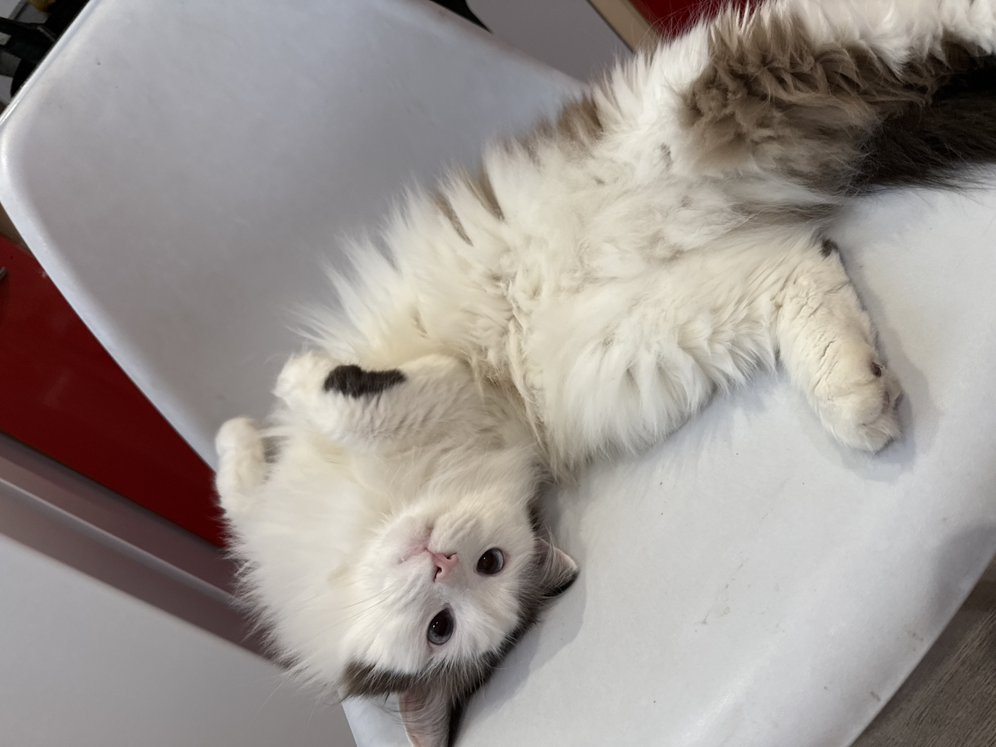 Cat rests during Easter preparations in Izhevsk home