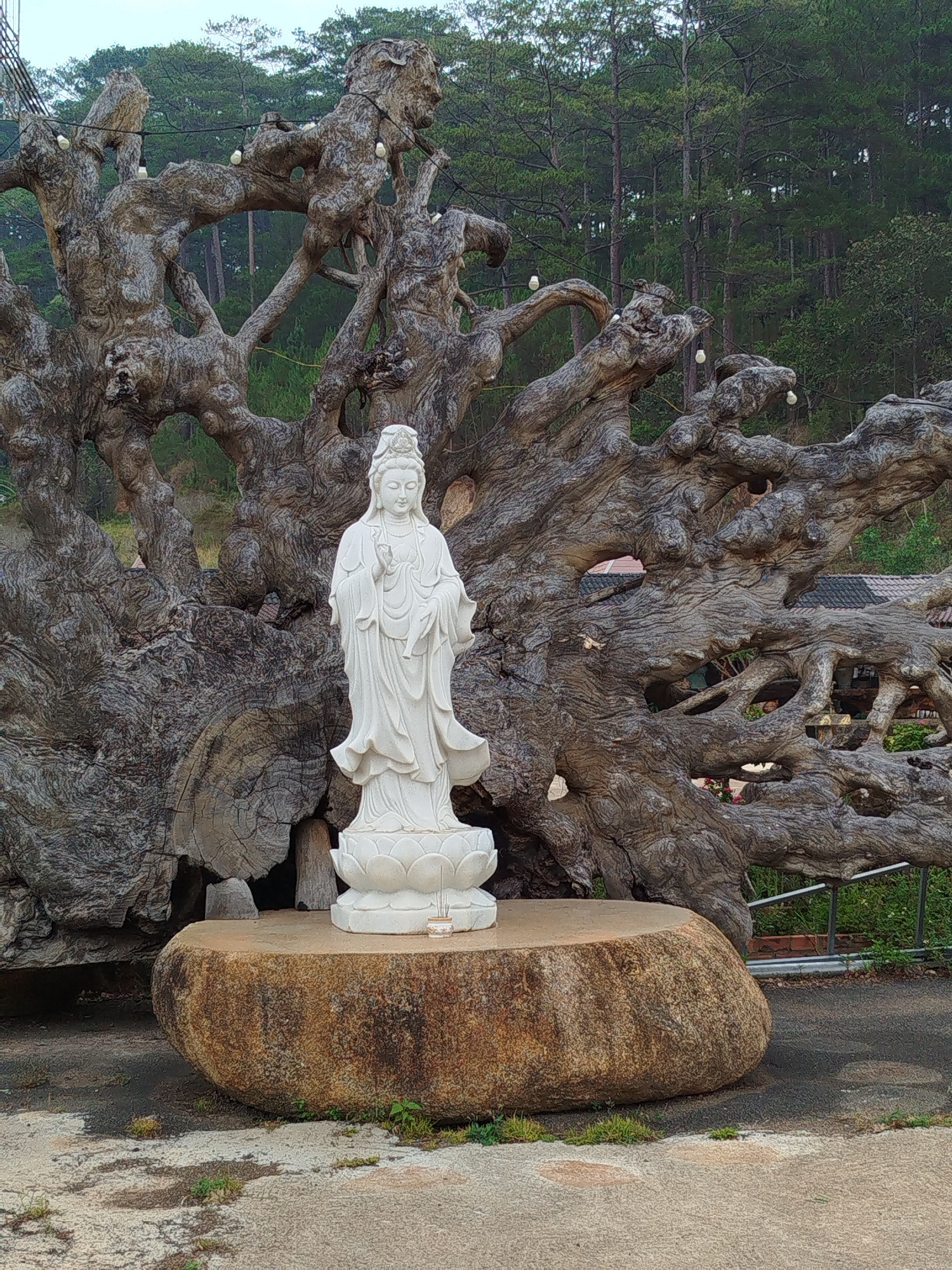 Early morning documentation of Rose Valley garden complex in Vietnam