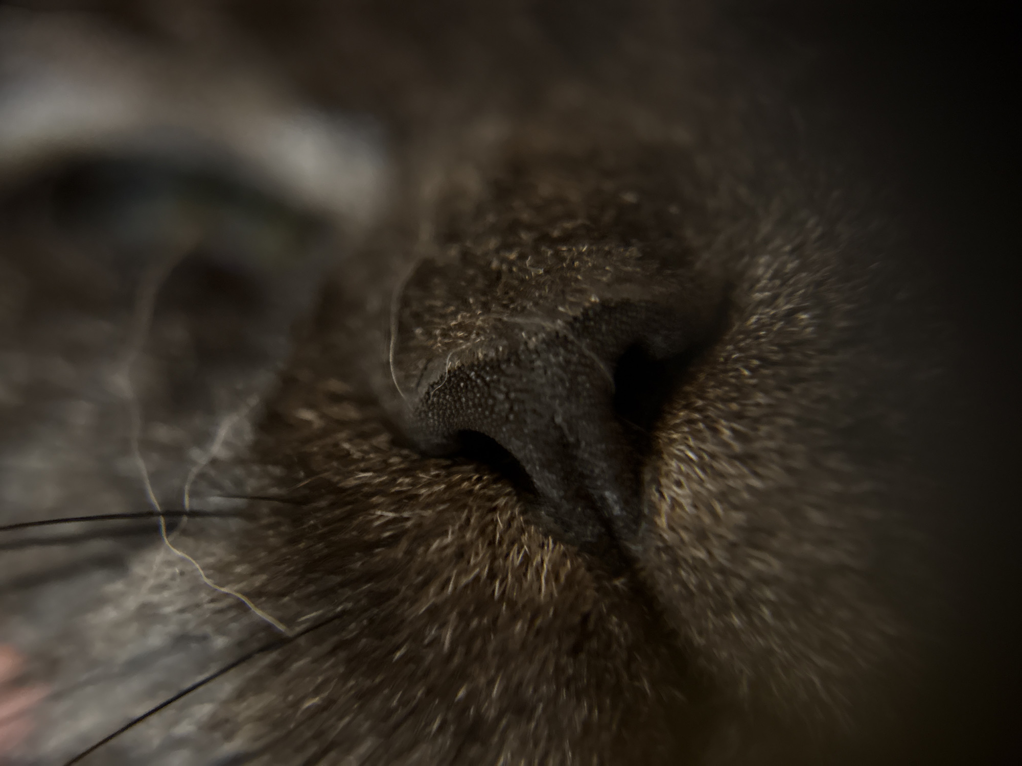 Macro photography session captures intimate details in Biržai, Lithuania