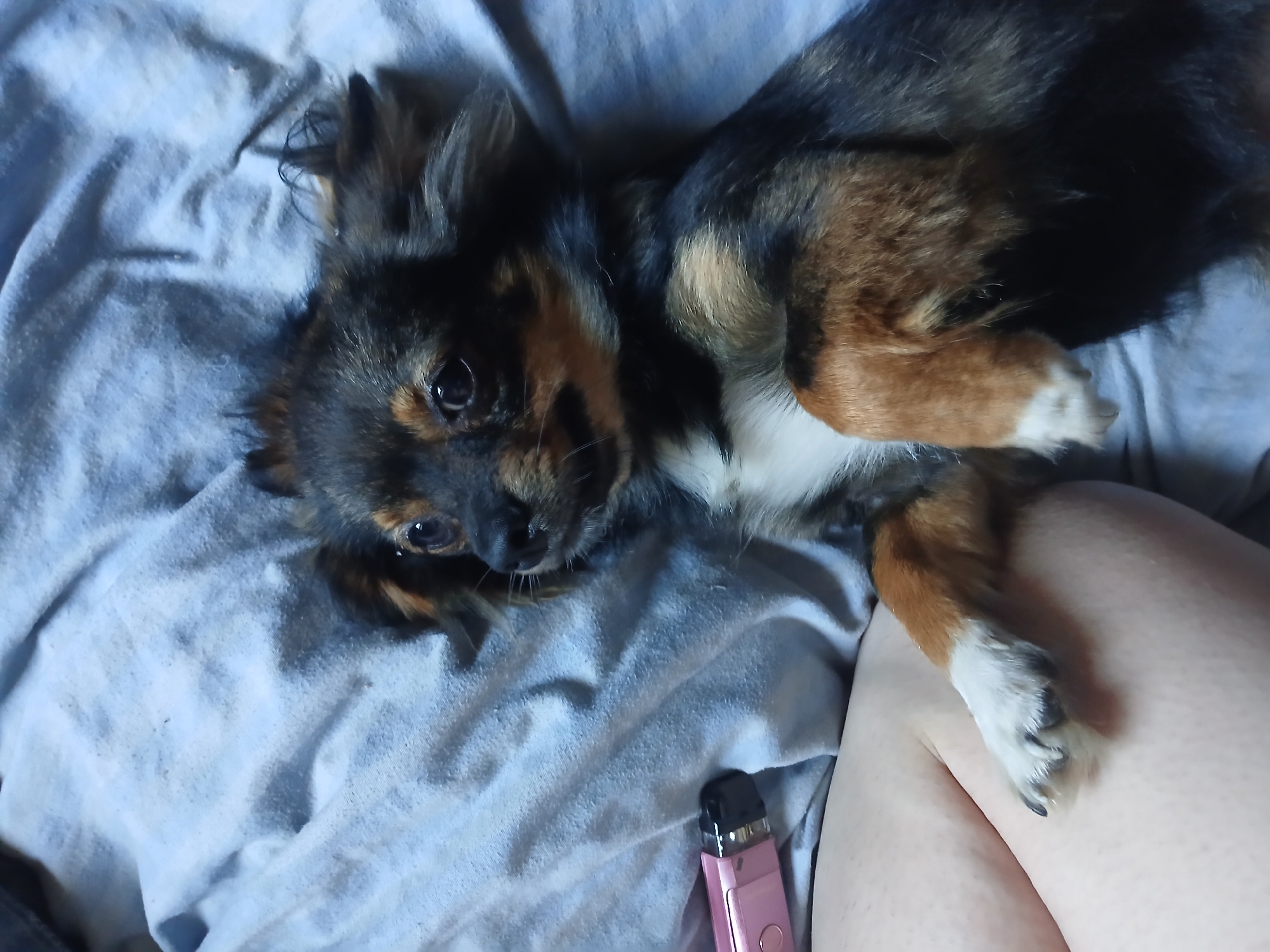 Tri-colored dog chilling on blankets in Chutove