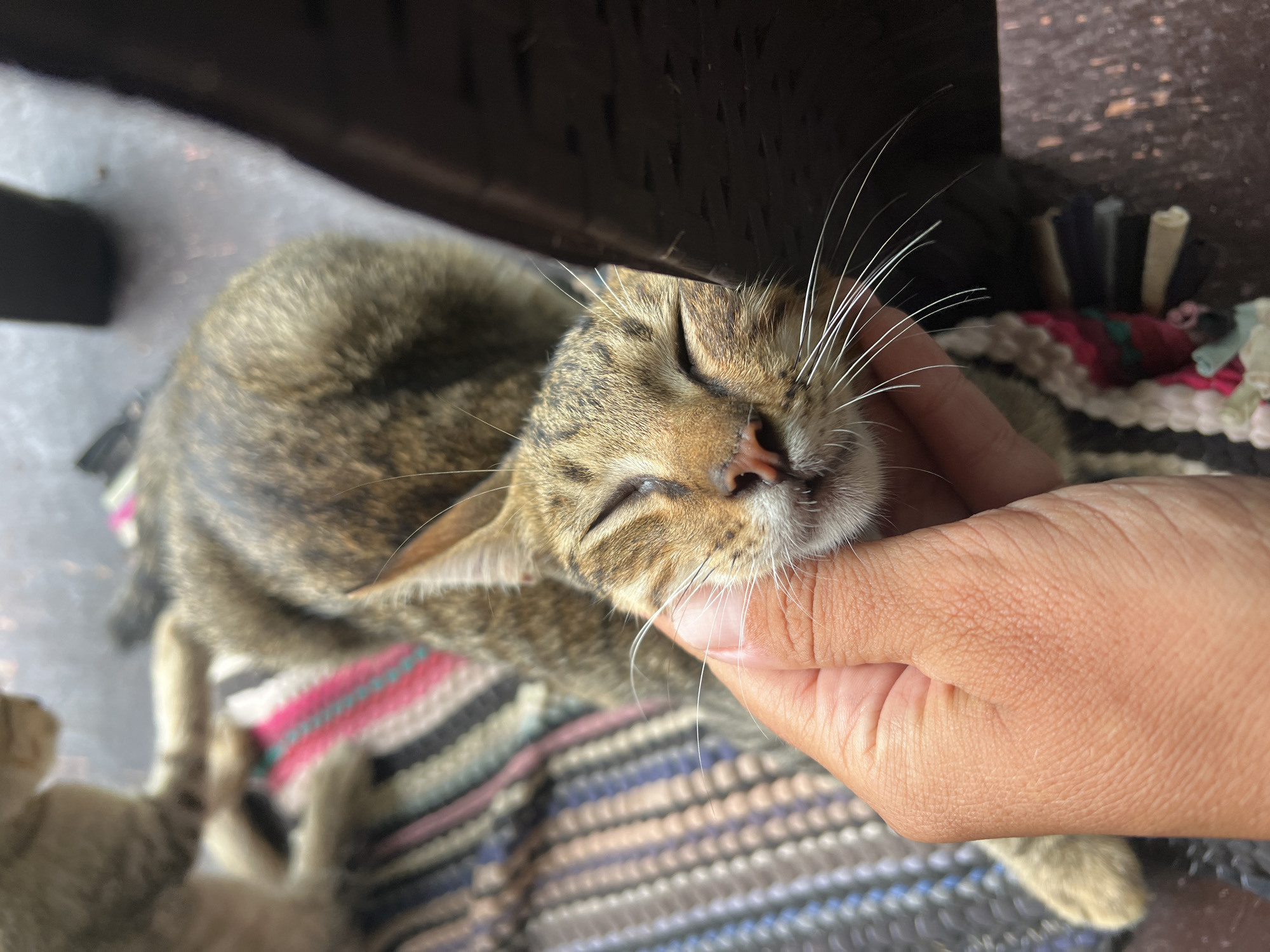 Lazy morning with kittens at a tropical bungalow in General Luna