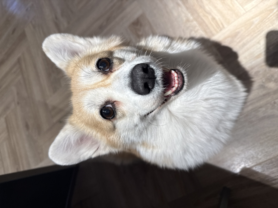 Krasnoyarsk resident documents evening with playful corgi, cooking activities