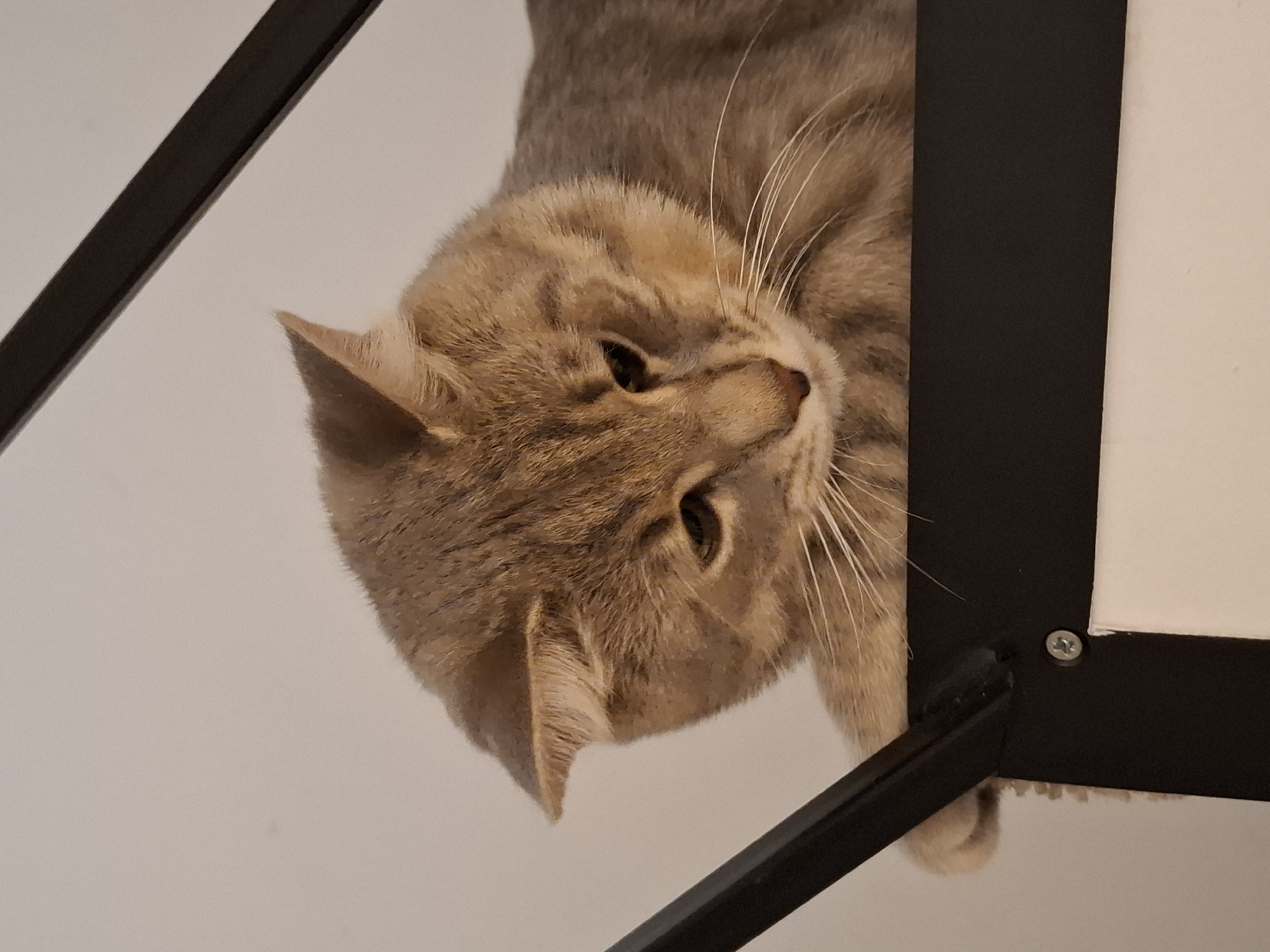 Tabby cat's evening at home, from naps to playtime