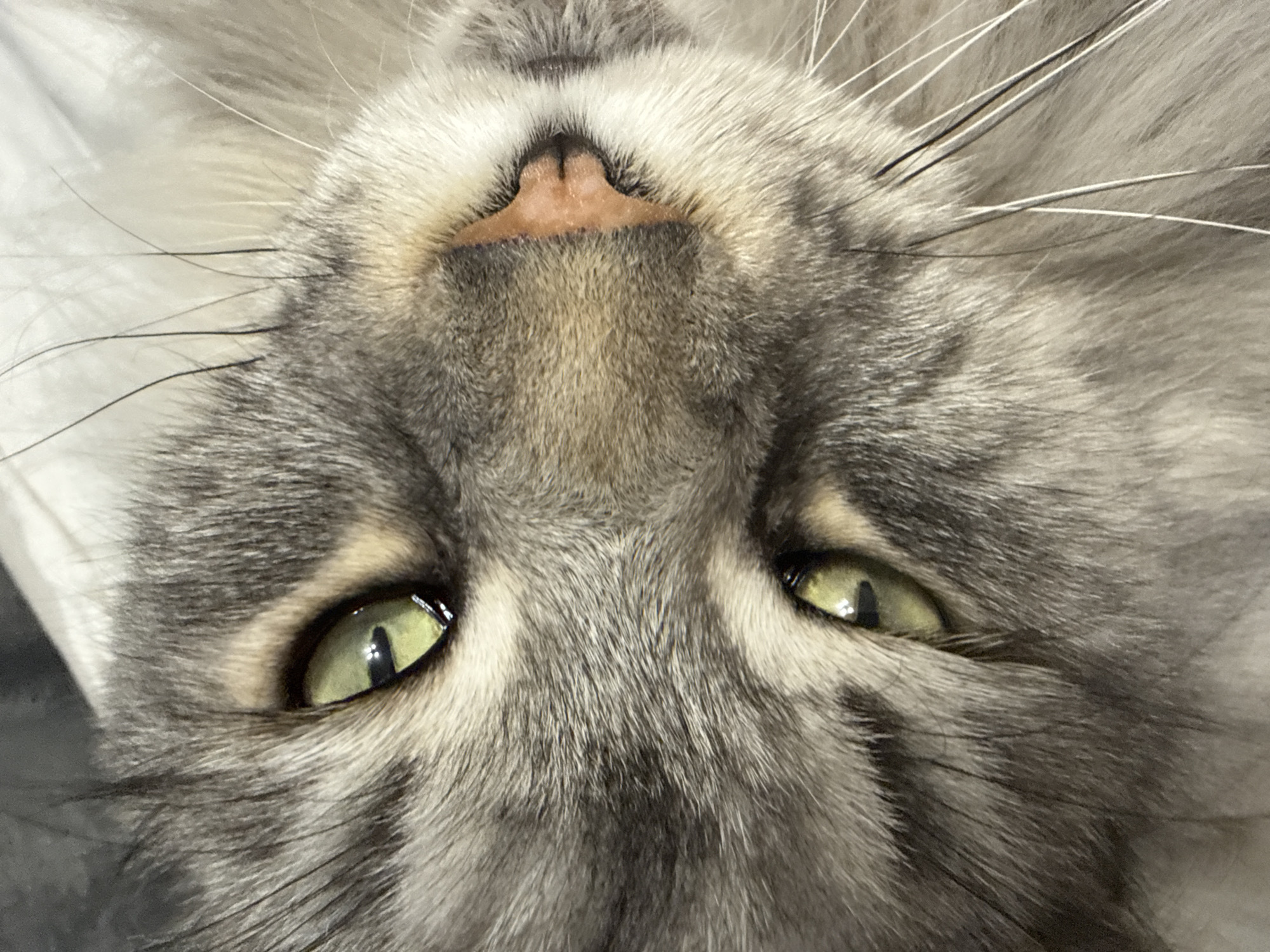 Close-up cat portrait captured in Haskovo, Bulgaria