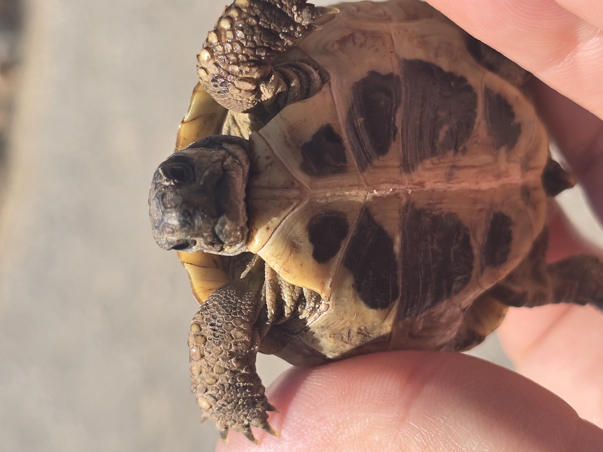 Tortoises, cicadas, napping pets, and a road trip planned