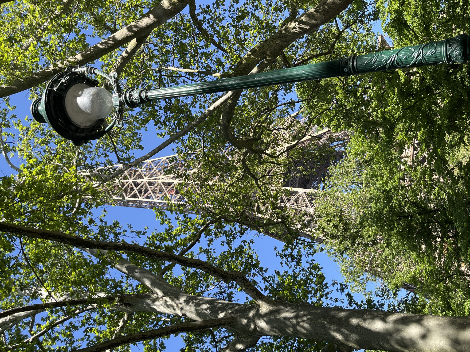 Witness documents upward views of Eiffel Tower through Paris trees