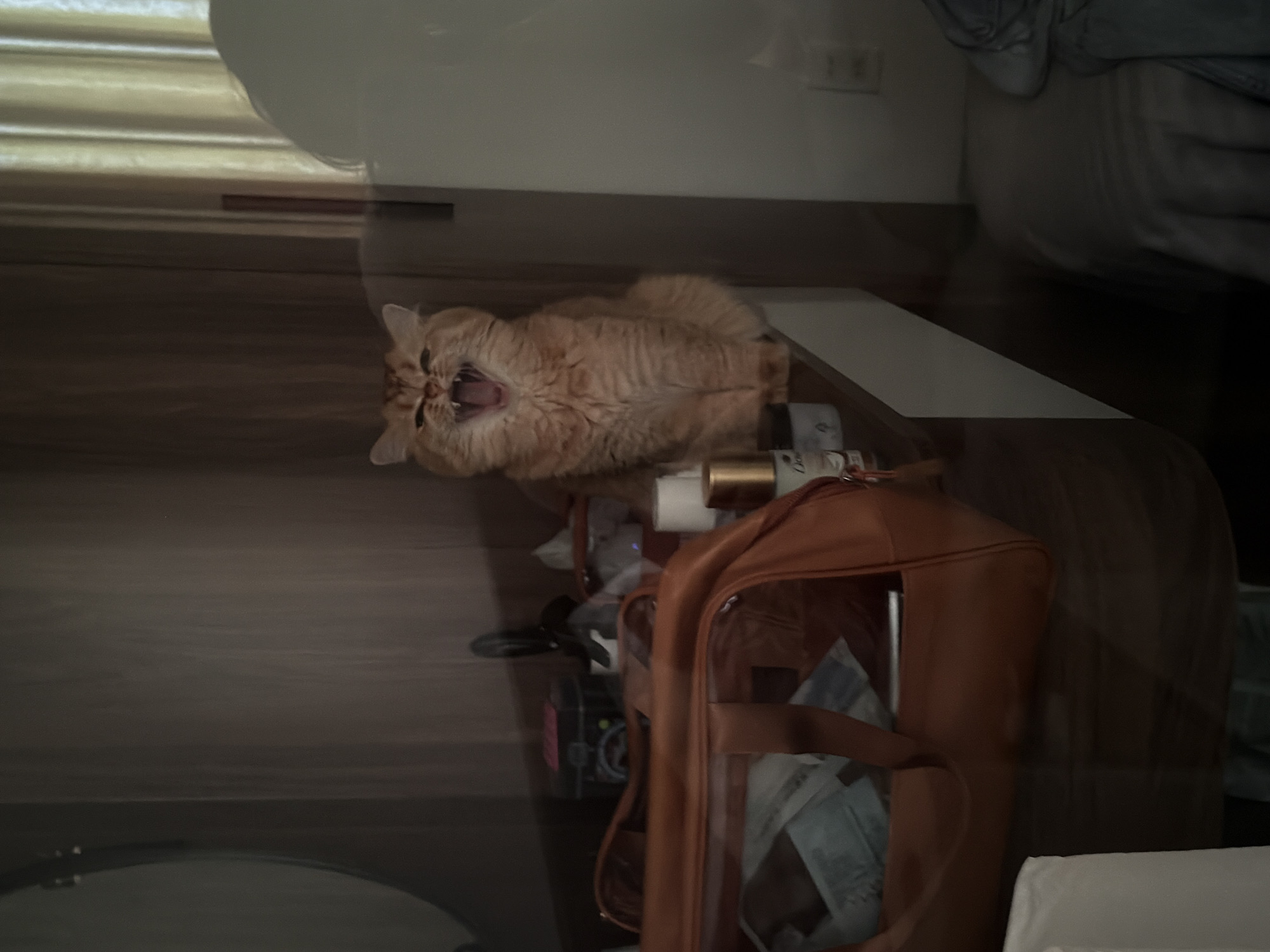Orange cat spends morning exploring bedroom in Đà Nẵng