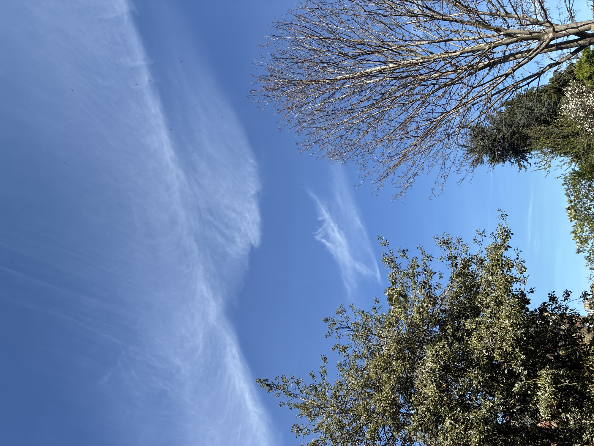 London witness photographs blue sky with clouds and insects