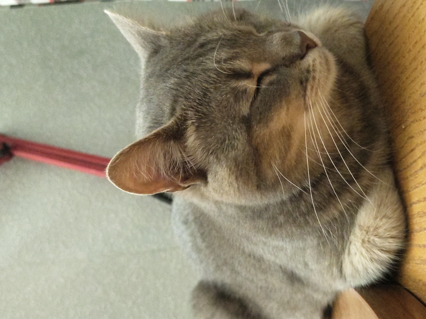Grey tabby cat winking and resting on wooden surfaces