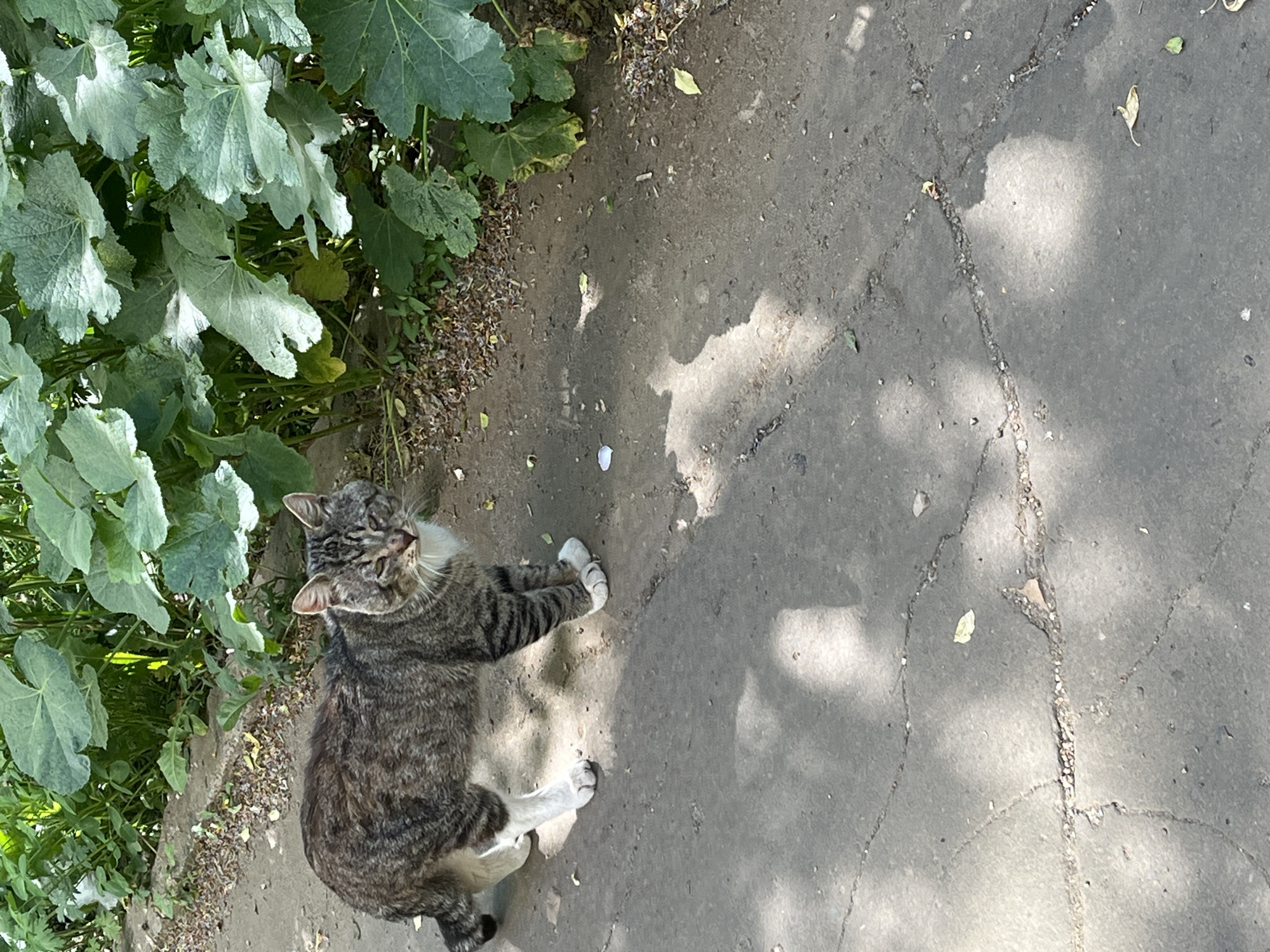 Gray tabby cat rests on cracked sidewalk near plants