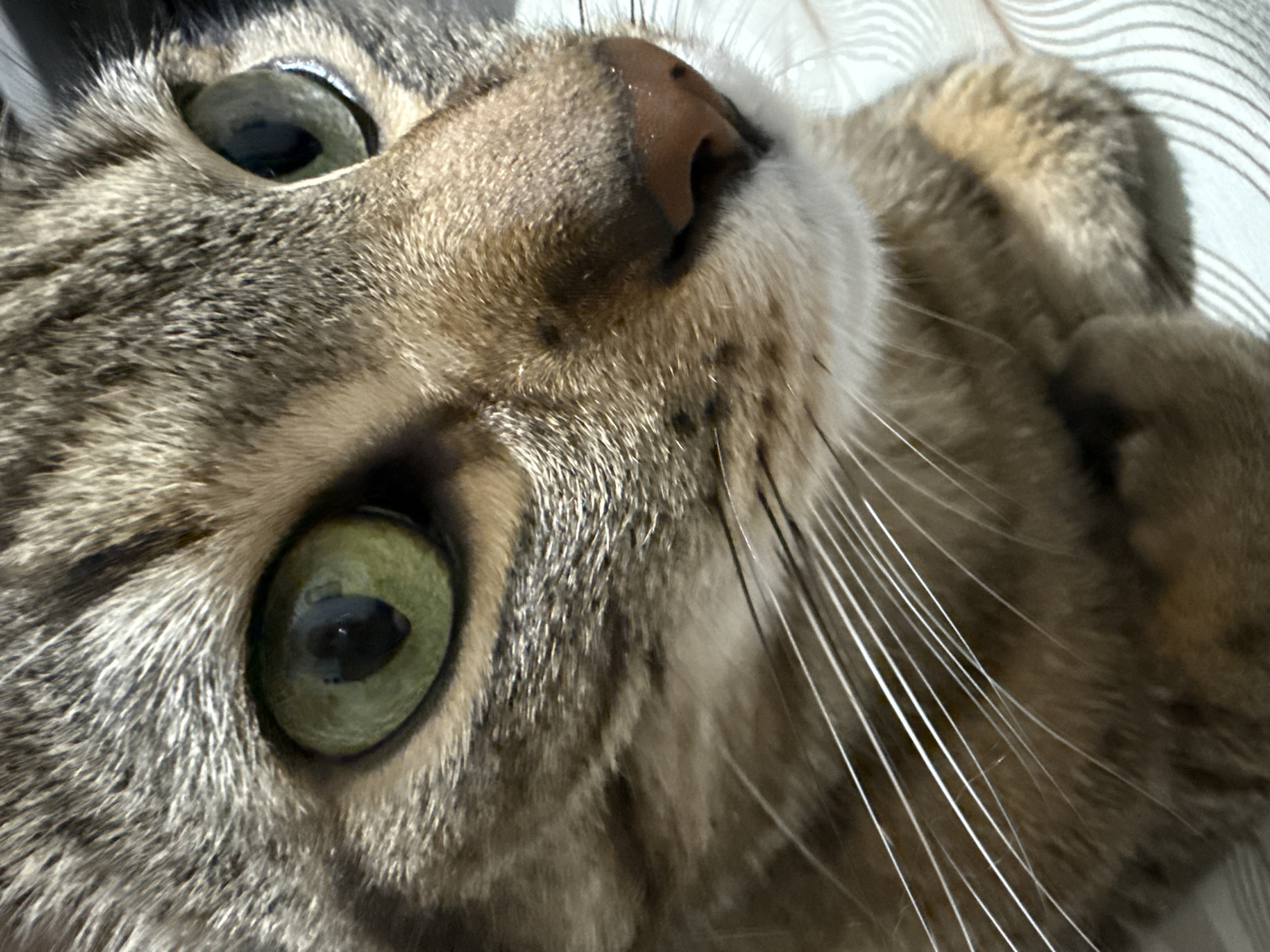 Burgas resident captures quiet evening moments with cat, gaming