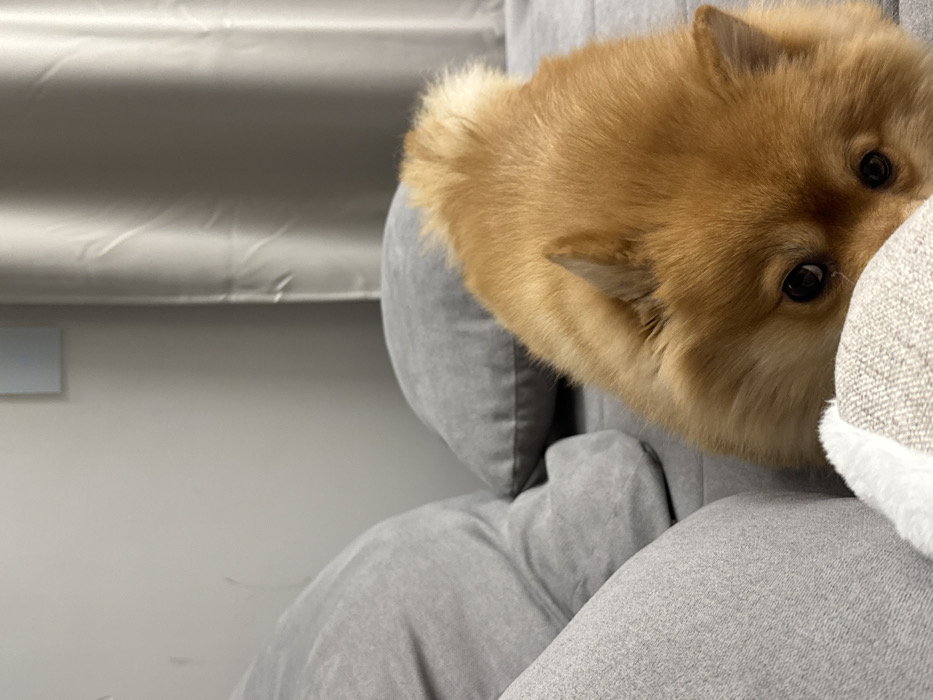 Pomeranian dog documented in Sofia home over afternoon hours