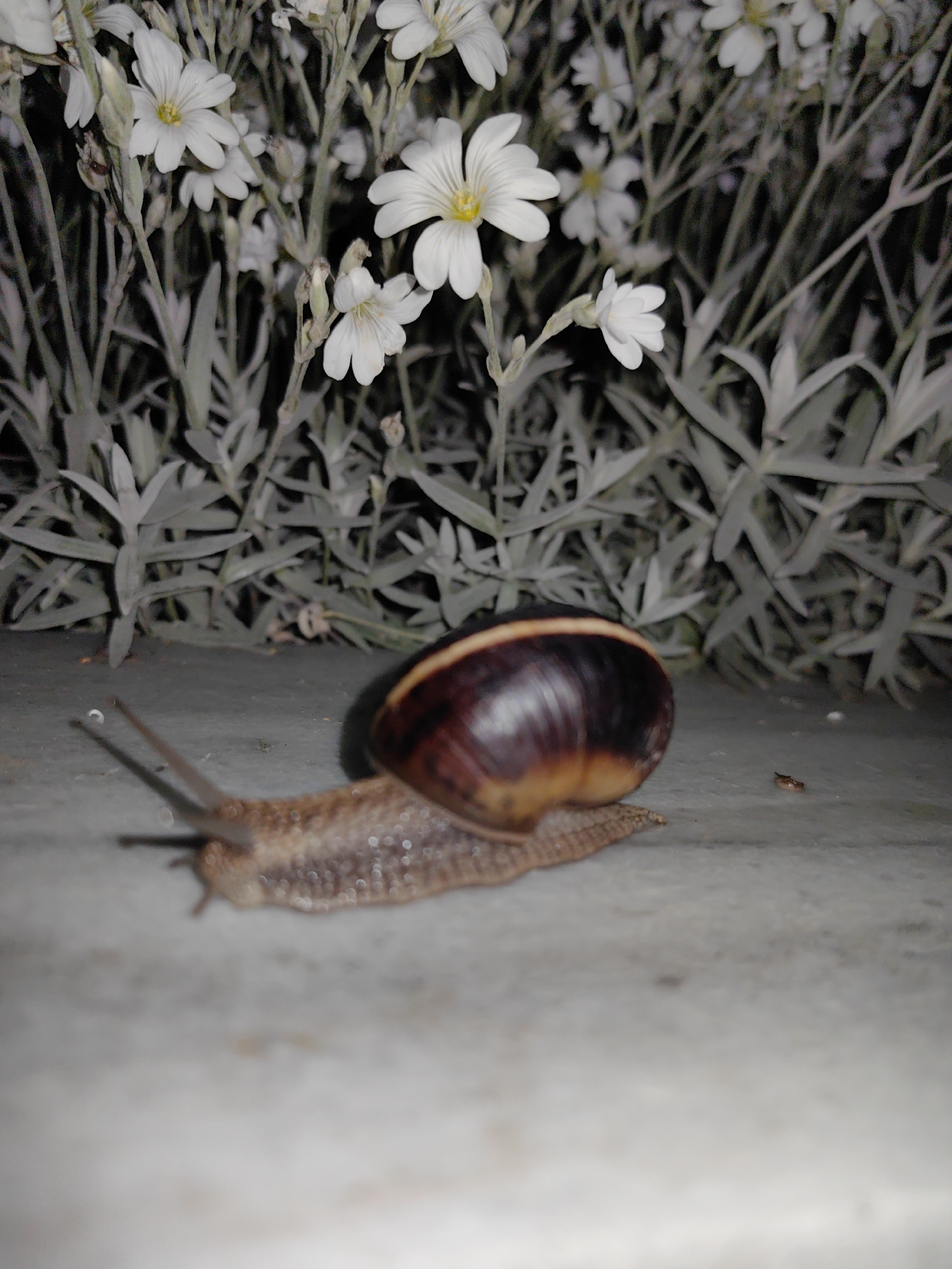 Spring afternoon nature observations recorded in Slatina park area