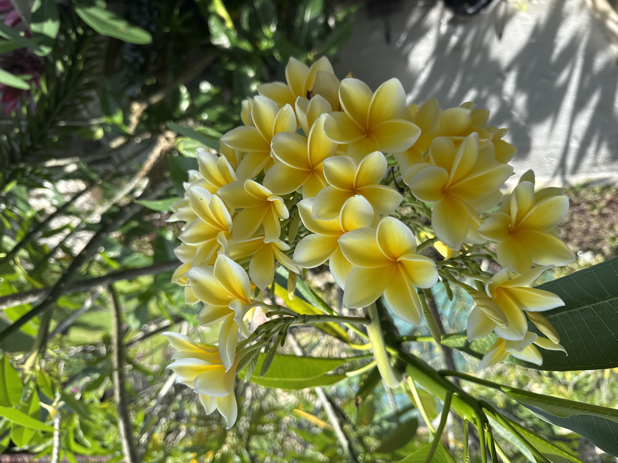 Morning nature and domestic scenes captured in Kuta Selatan