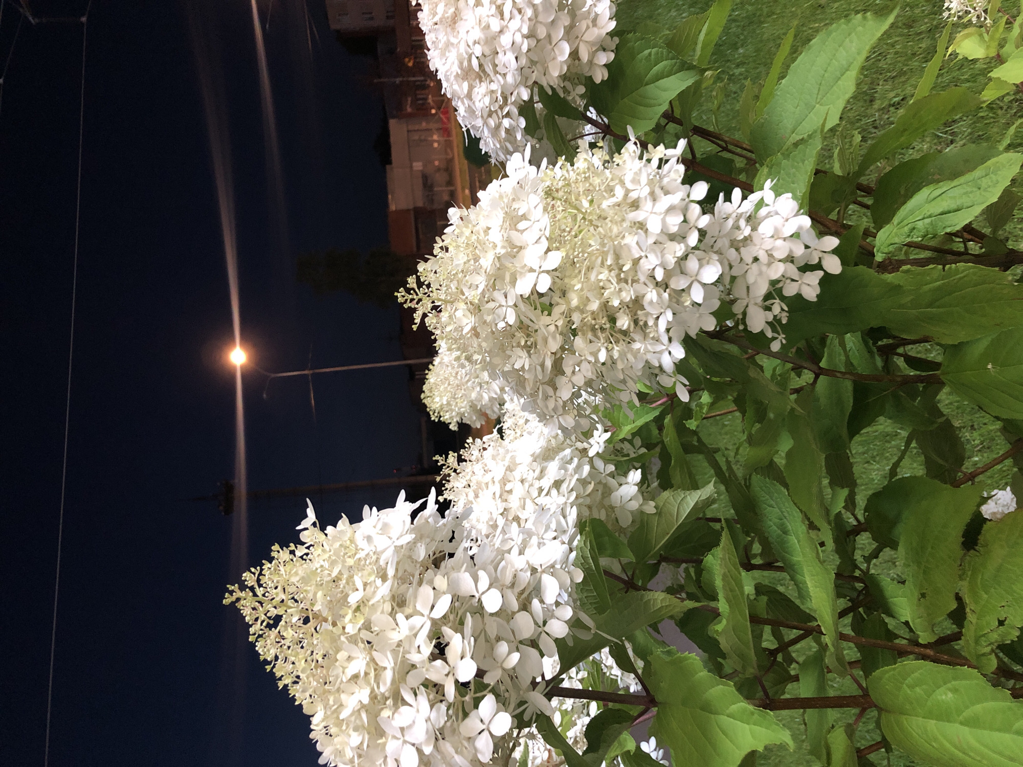 Urban park after dark, decked out with flowers and decorative displays