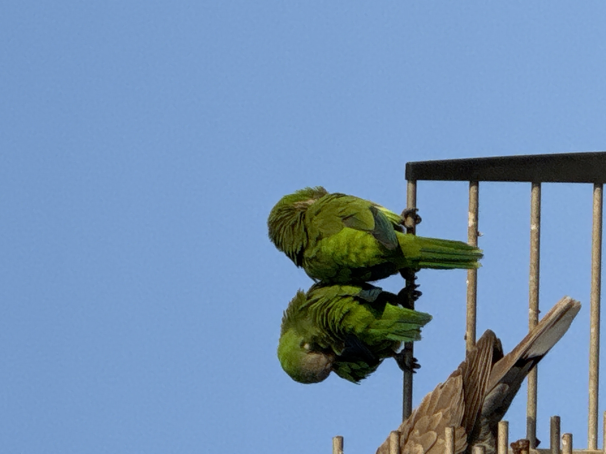 Pets, wildlife, and street details on a Torrevieja afternoon
