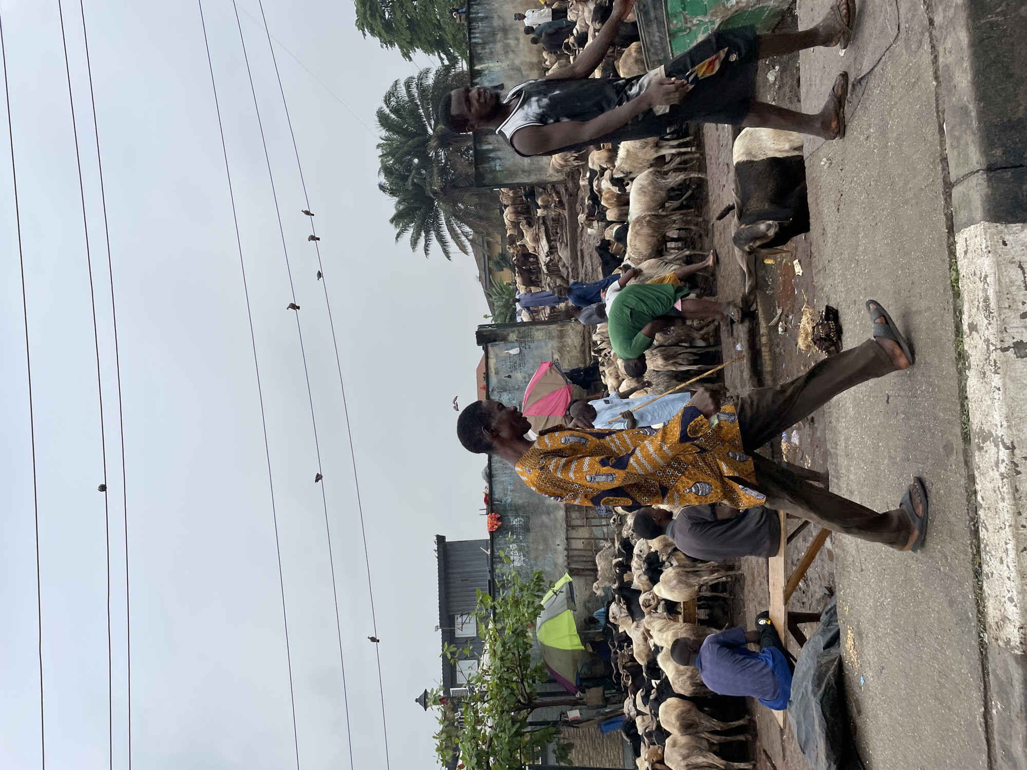 Busy sheep market captured in Lagos, Nigeria