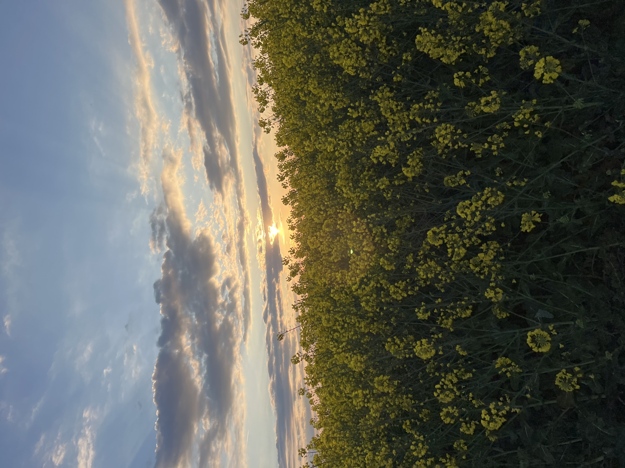 Sunset illuminates yellow flower field in Burgas, Bulgaria