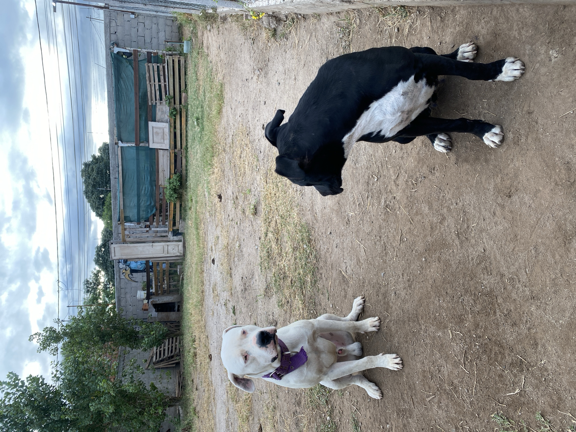 Two dogs rest outdoors in Sumalao, Argentina