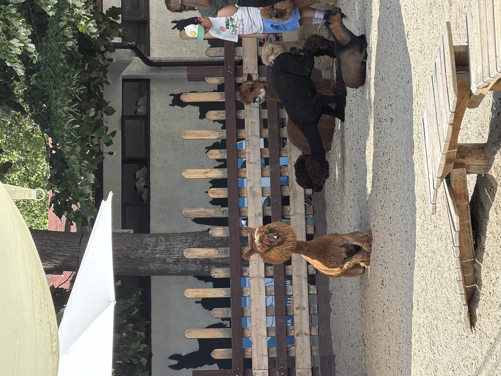 Sofia park with animals, playgrounds, and an outdoor event setup