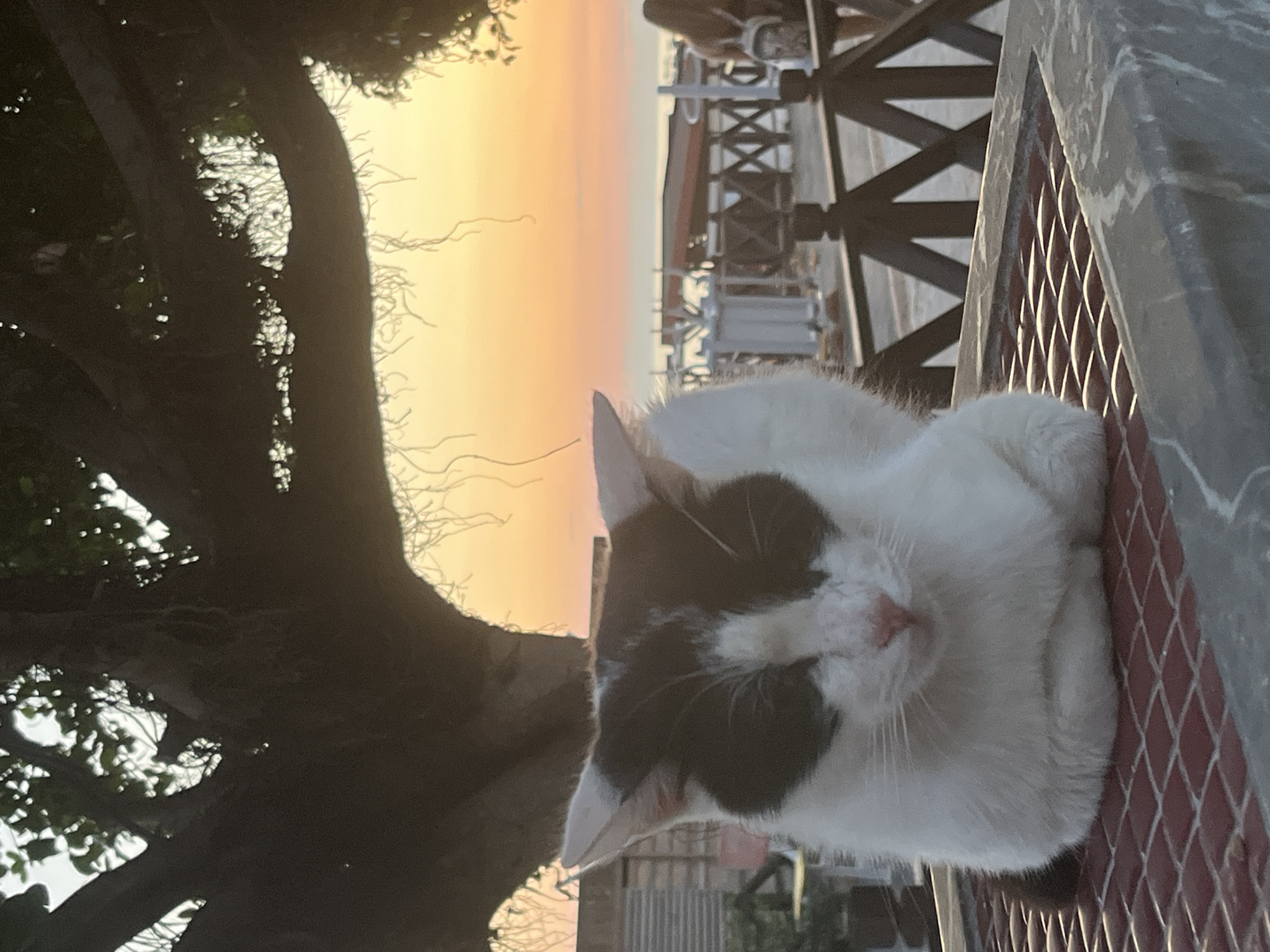 Evening scenes of cats, sports, fountains captured in Alanya