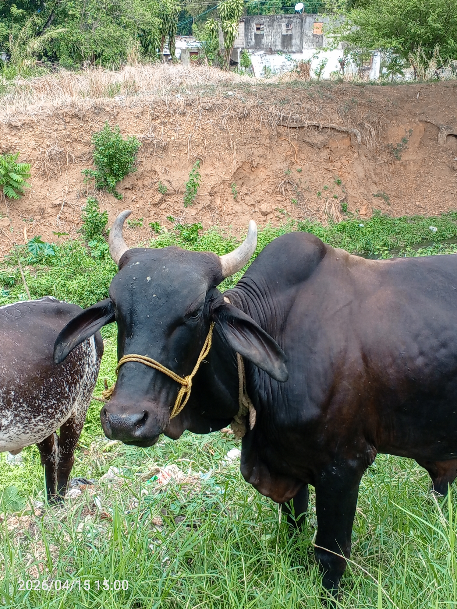Rural construction and livestock documented in Tinaquillo, Venezuela