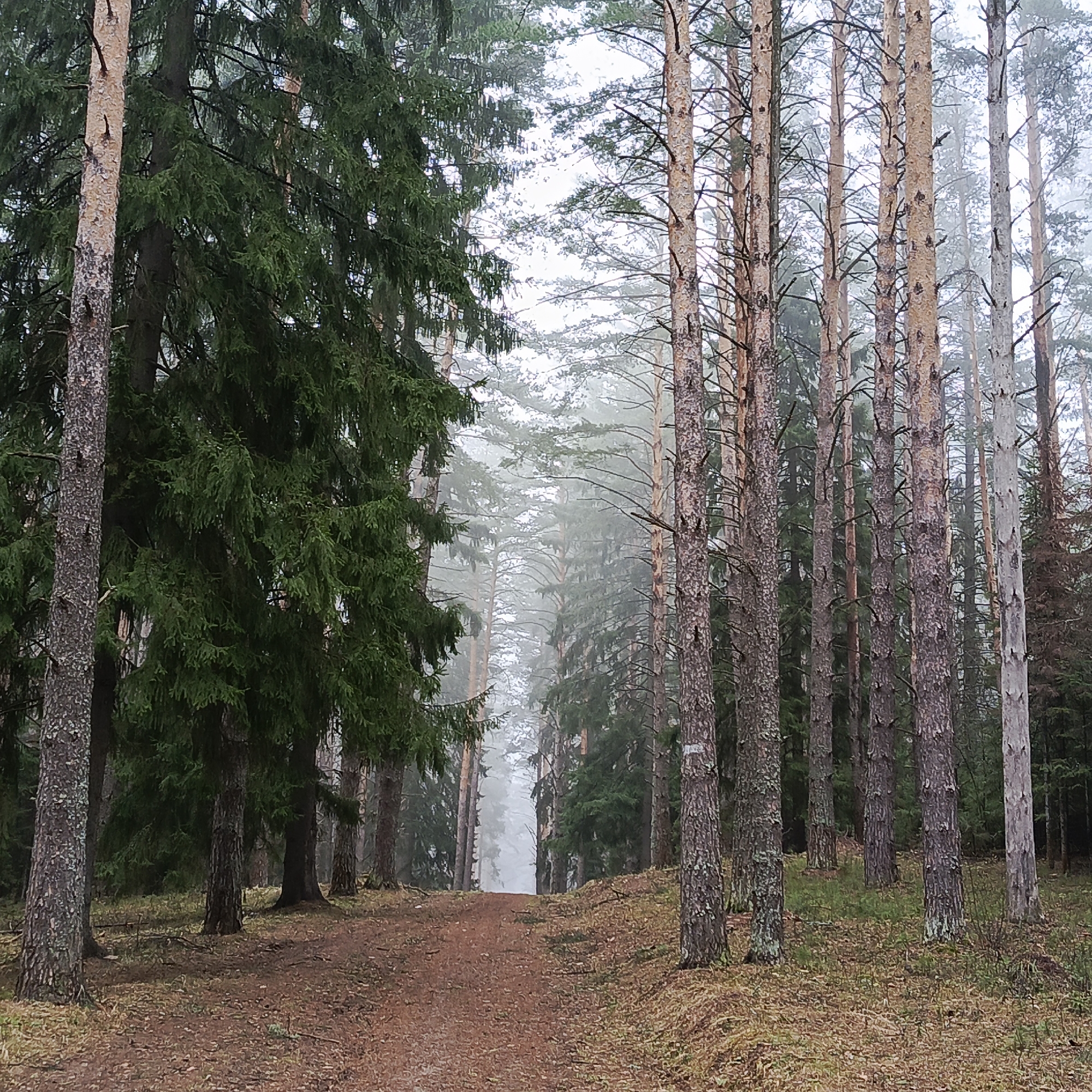 Person documents quiet forest walk in Прикамский, Russia