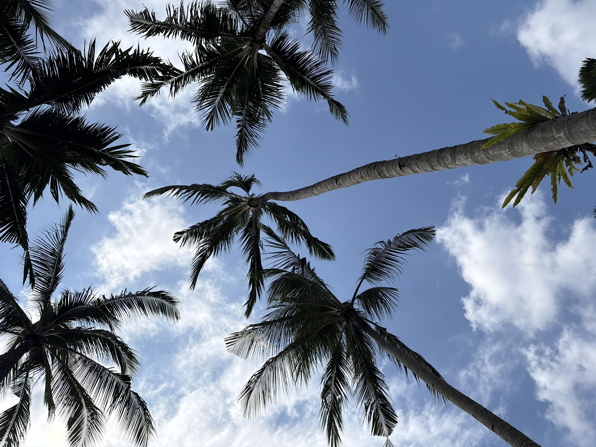 Ubud morning: resort pool, palm skies, and macaques in the trees