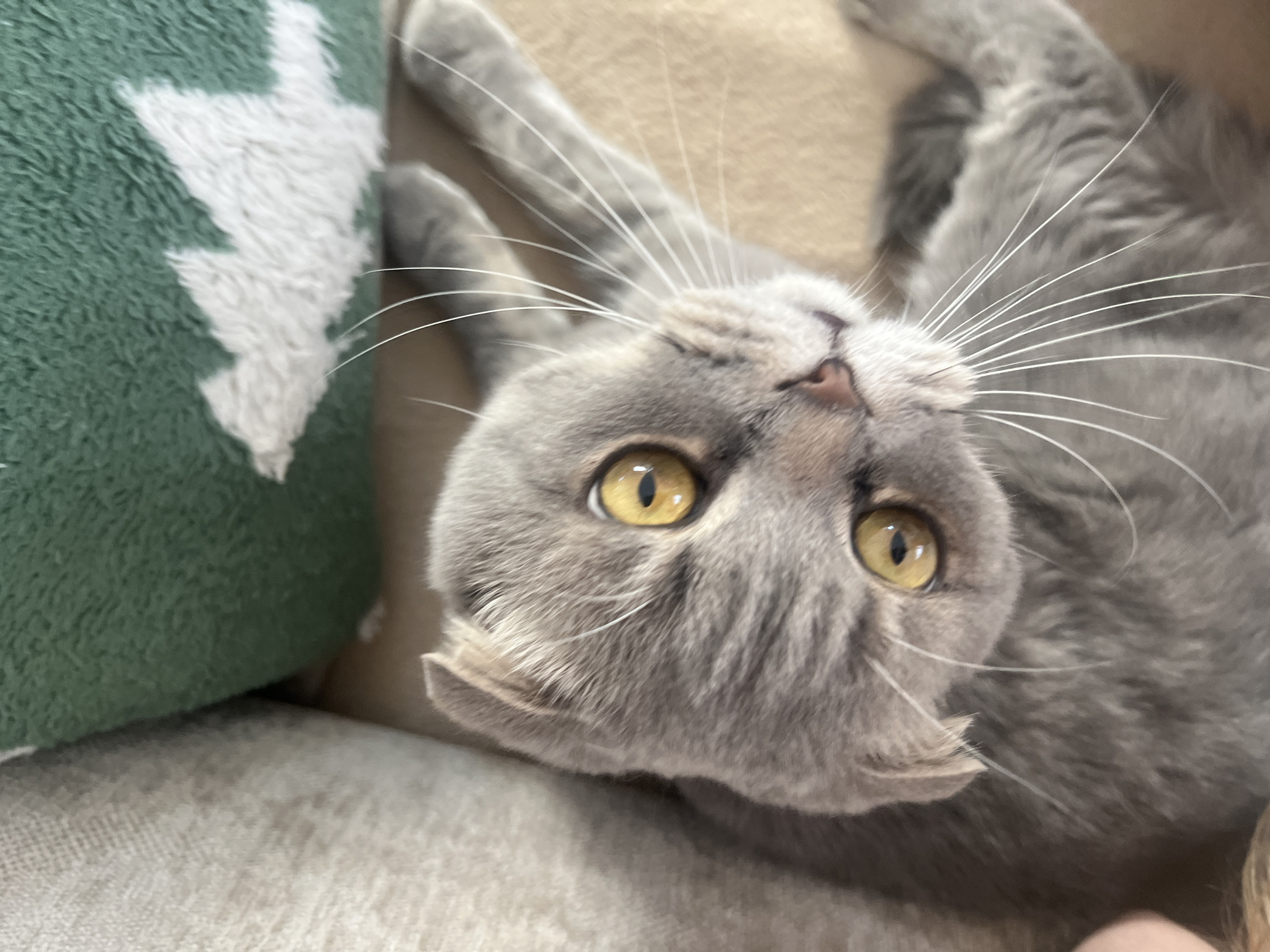 Scottish Fold cat's lazy afternoon at a Votkinsk home