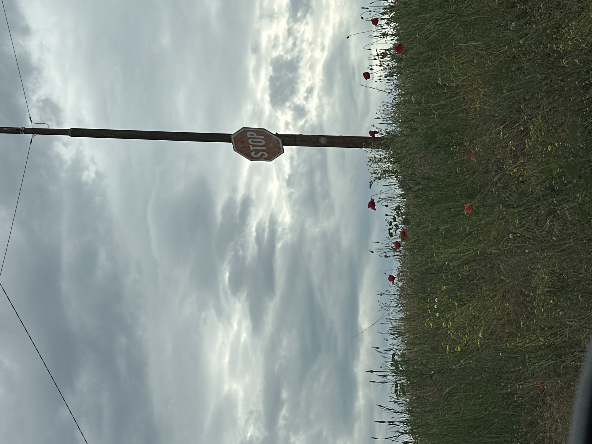 Stop sign stands amid wildflower field in Sofia