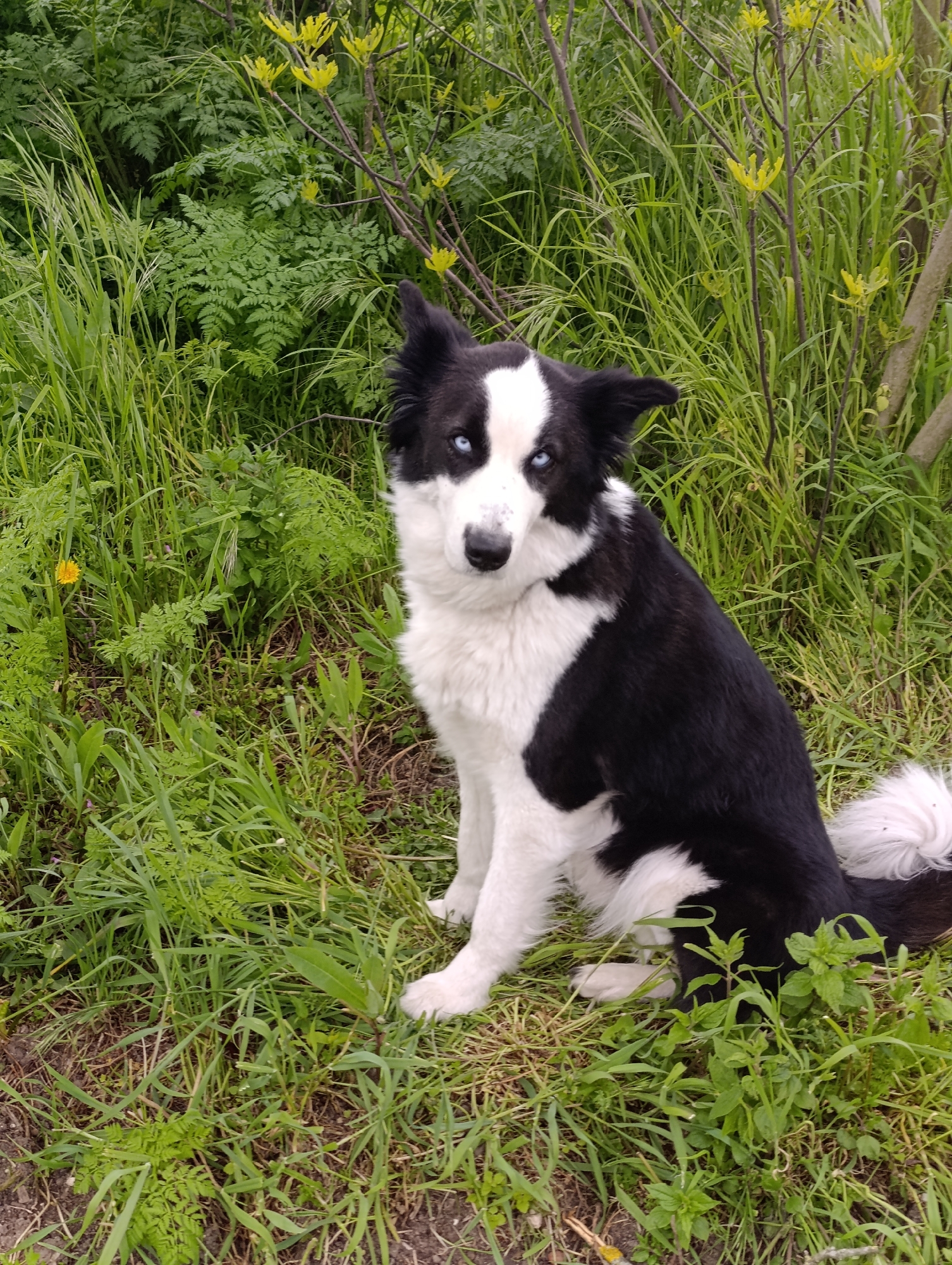 Blue-eyed dog spotted in Bulgarian village