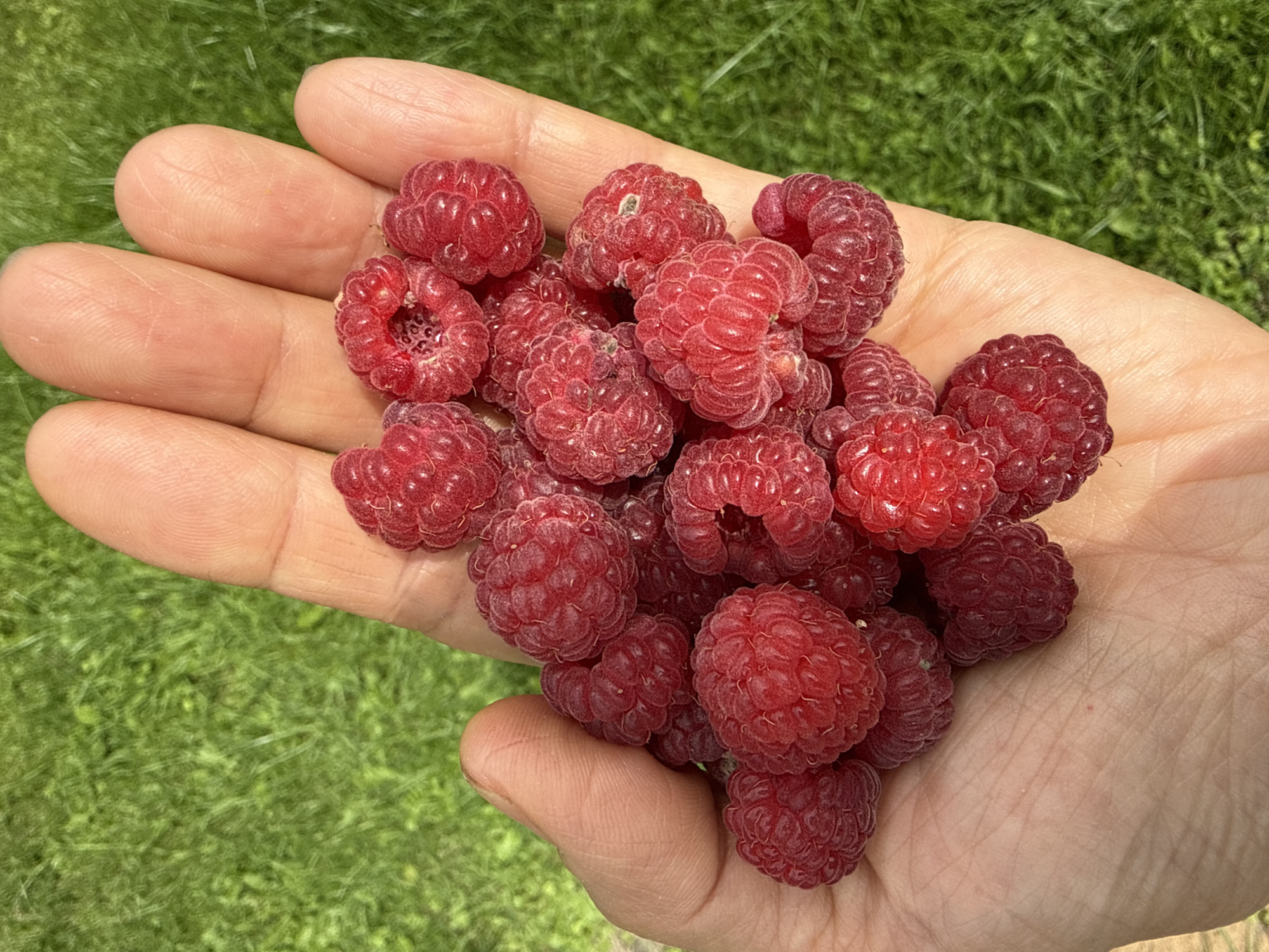 Fresh raspberries cupped in a palm, Petrishchevo summer harvest