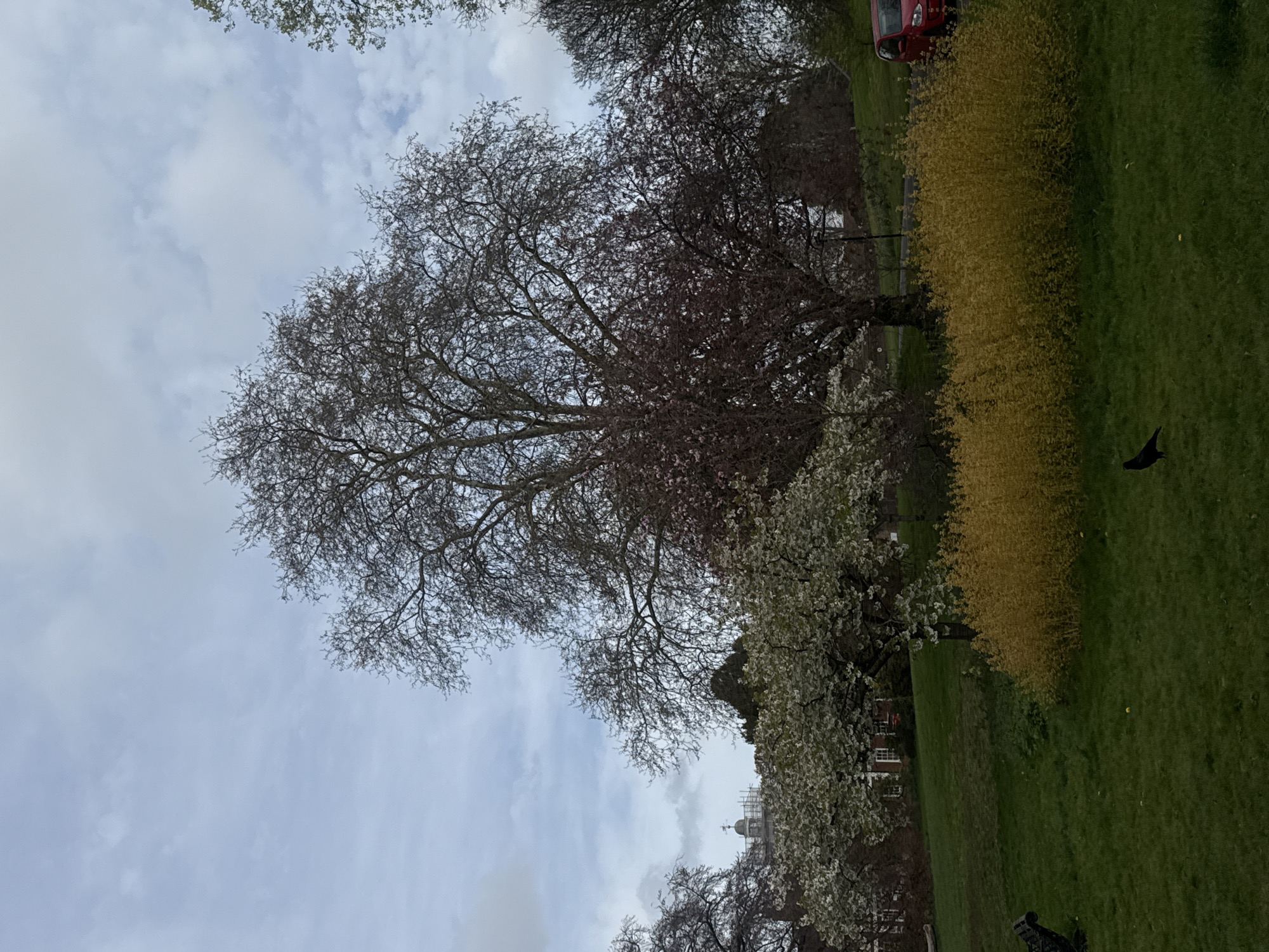 Spring blooms contrast bare trees in London park