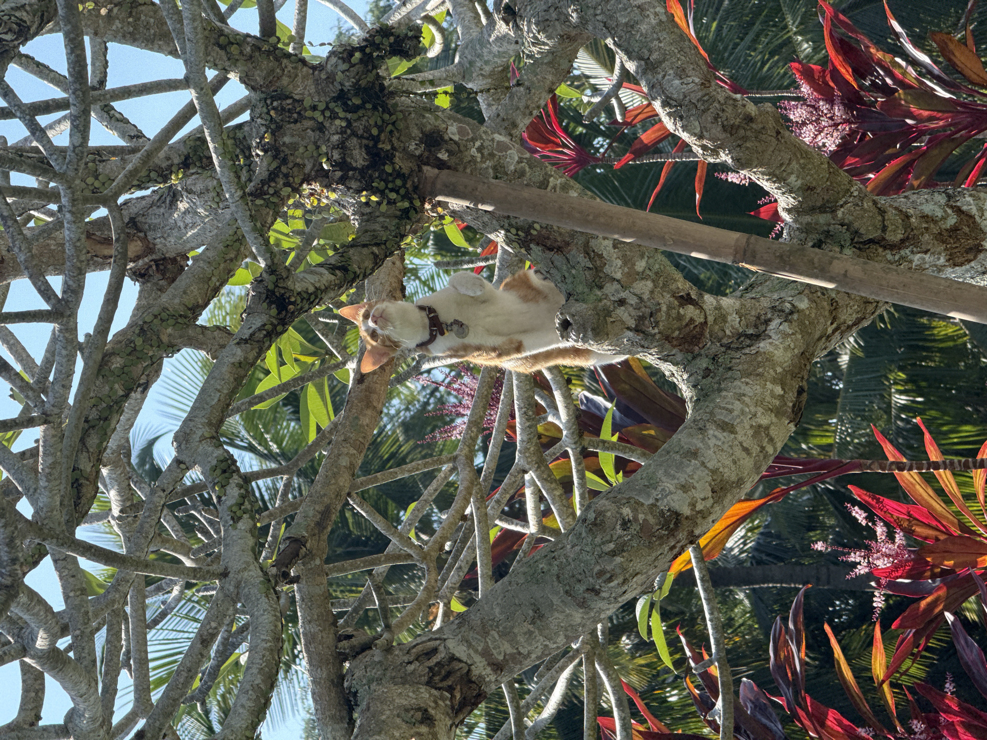 Collared cat rests in tree in Mas, Indonesia