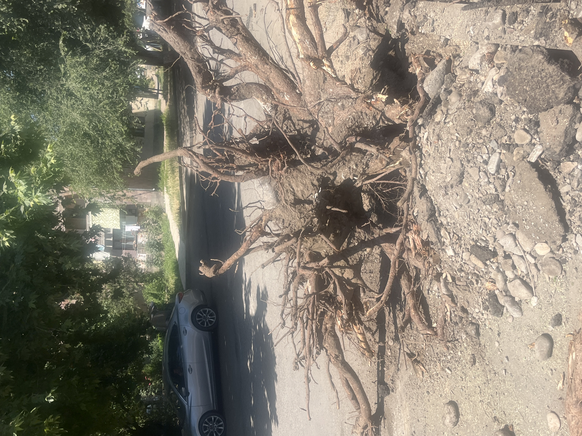 Fallen tree and street activity in a residential area