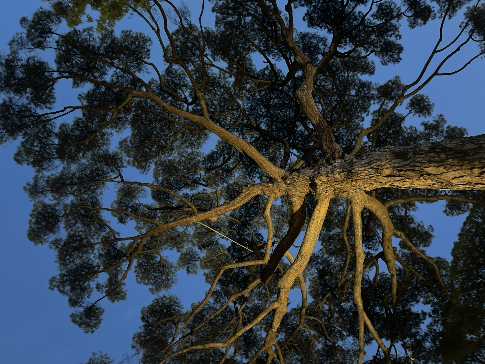 Illuminated pine tree captured against evening sky