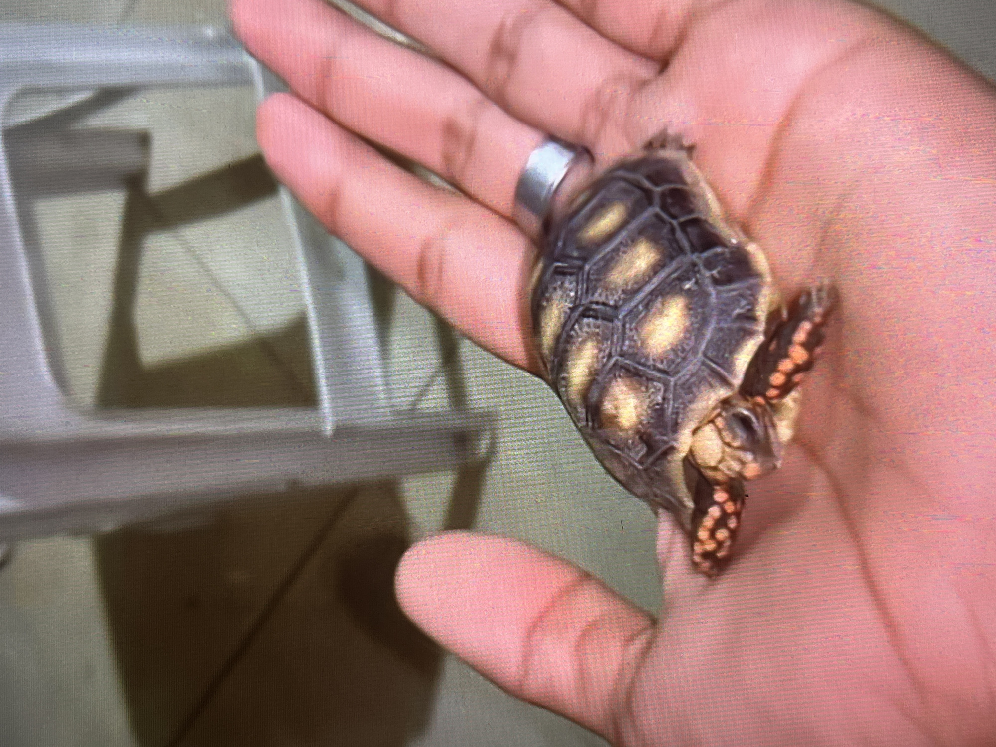 Wildlife encounters documented in Tinaquillo: tortoise and cat